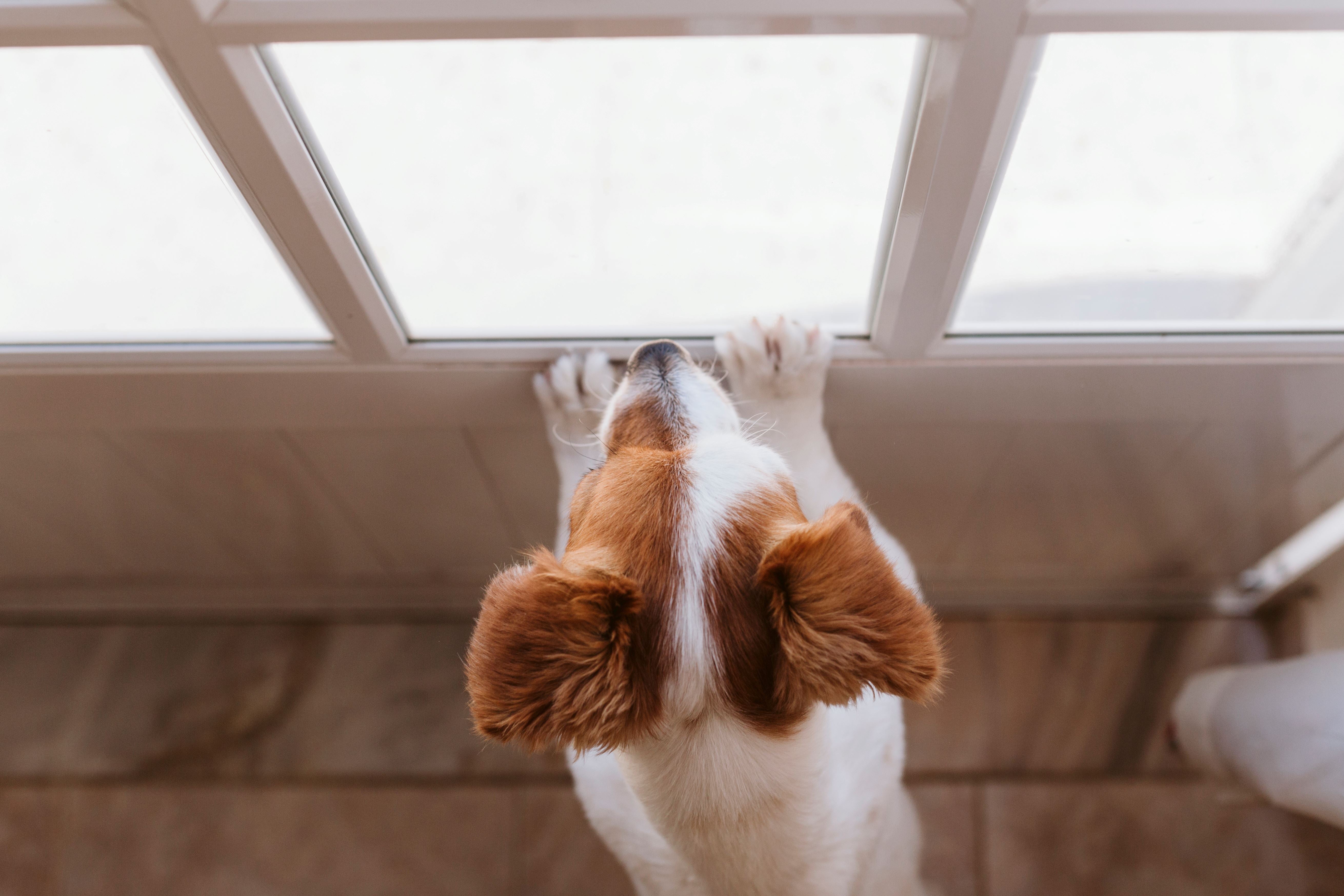 Dog waiting for owner at the door