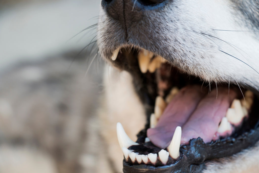 Rotten Dog Teeth | How to Prevent Your Dog's Teeth Becoming Rotten