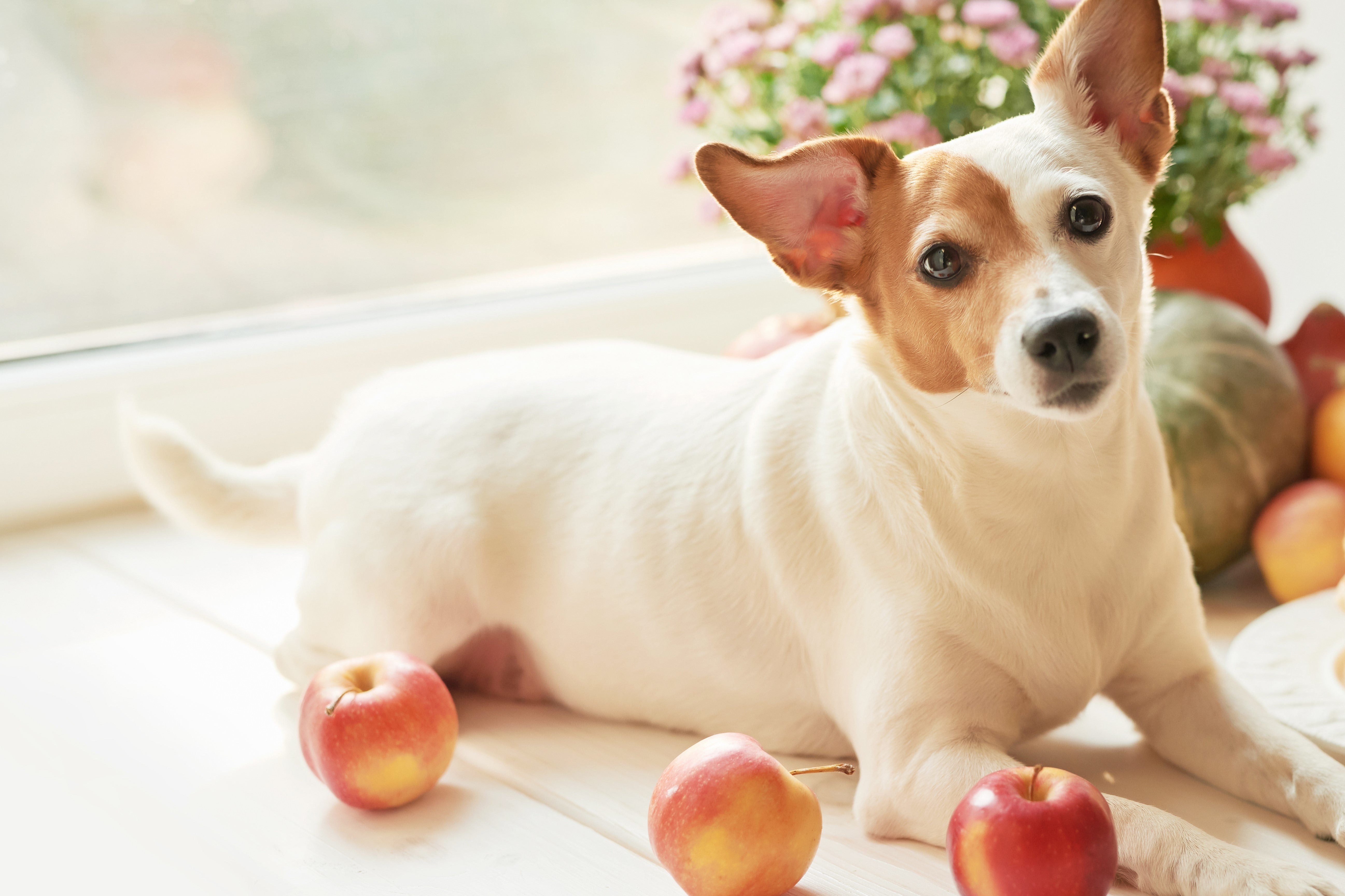 dog and apples