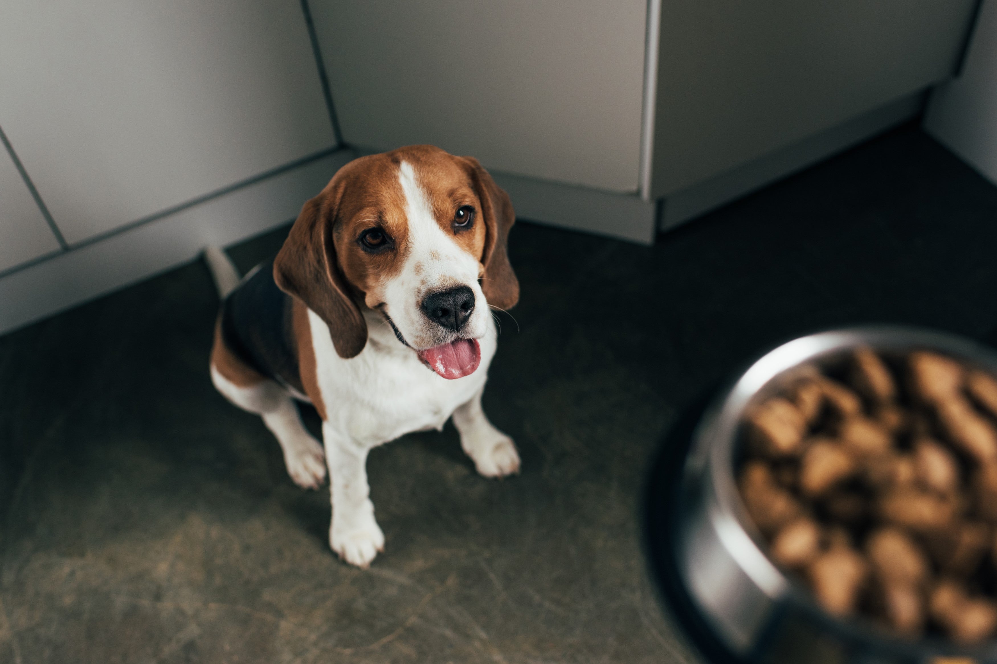 How to Switch Your Dog Onto A New Food