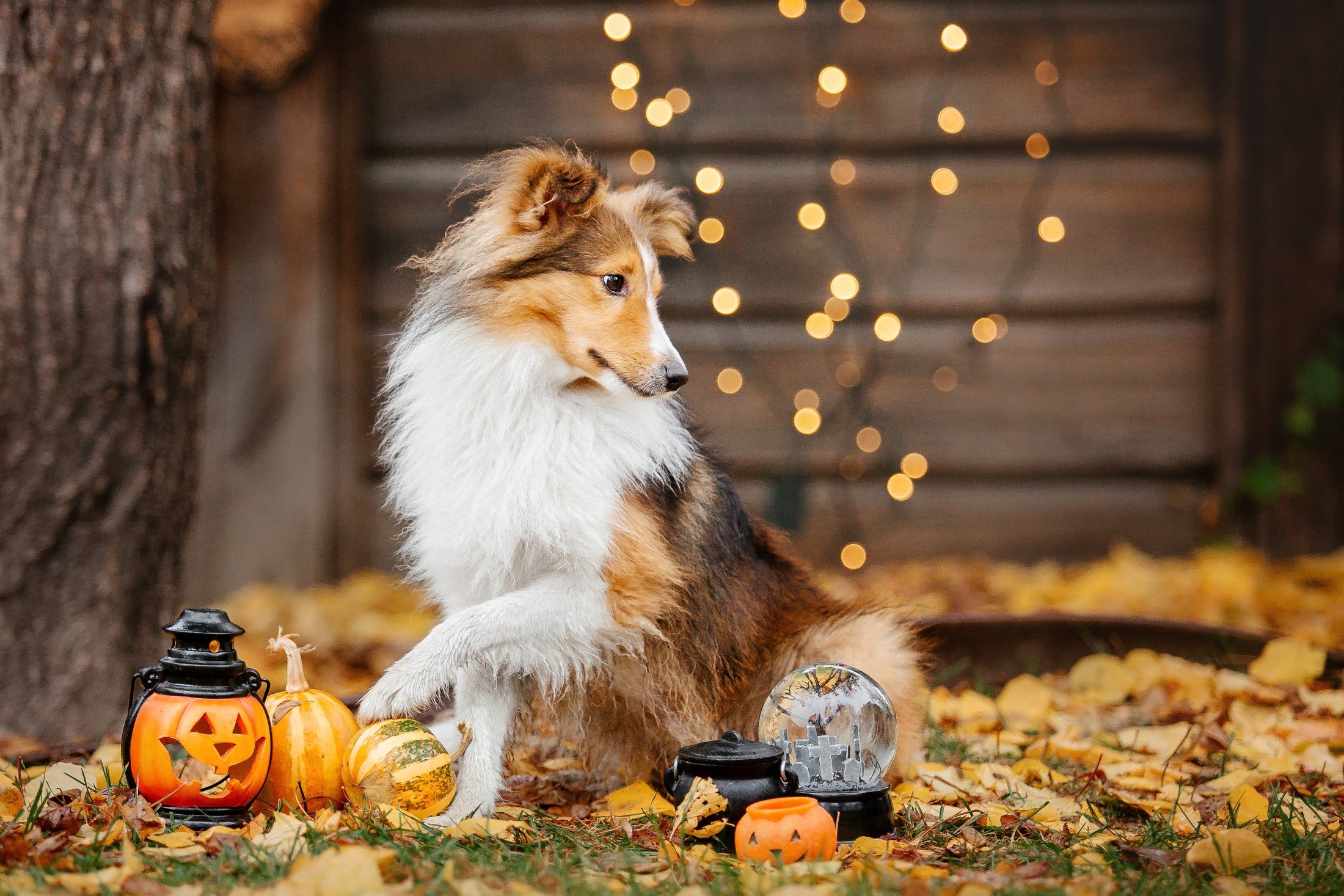 10 Tips to Keep Your Dog Safe At Halloween