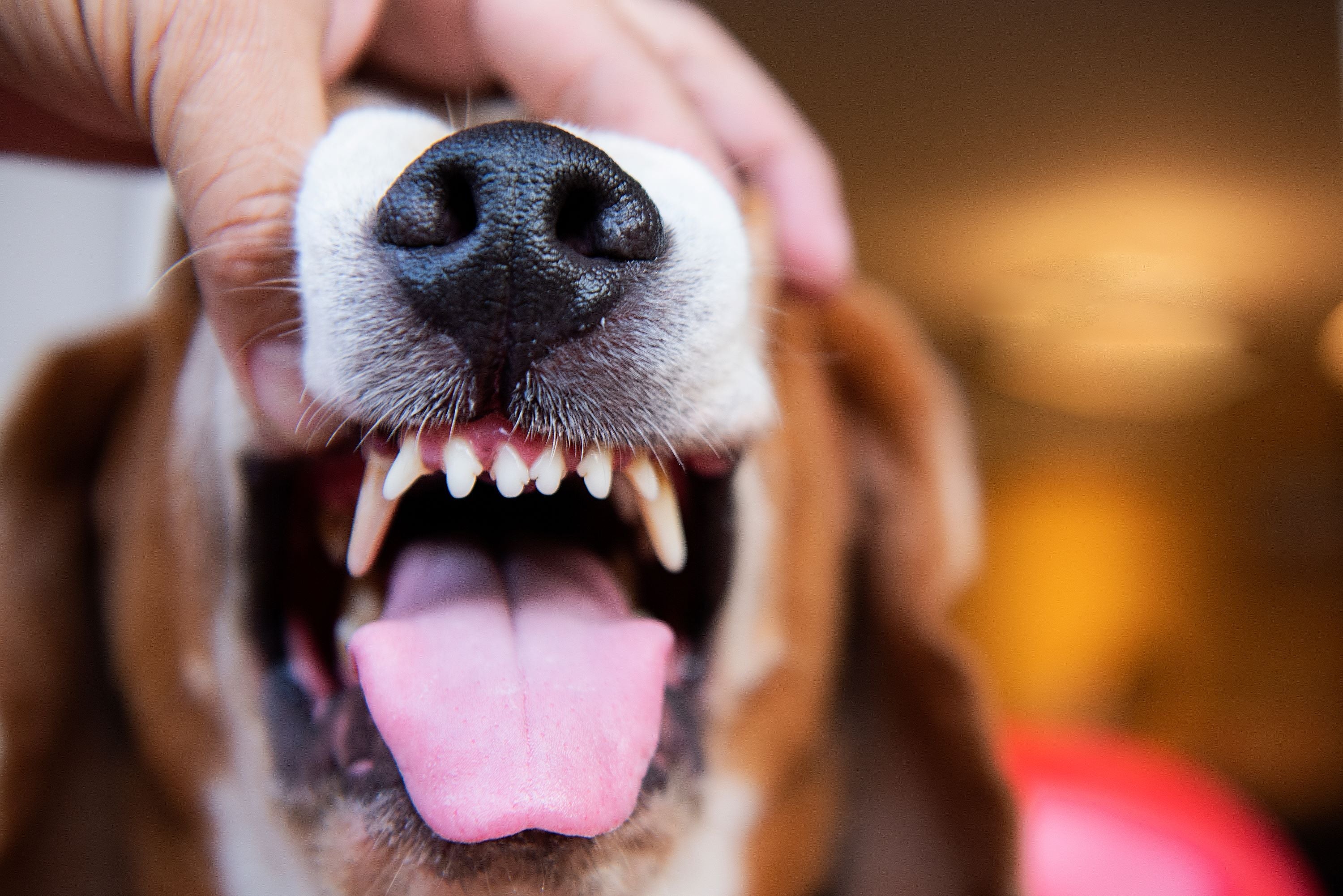 At Home Treatment for Gum Disease in Dogs | Home Remedies for Dog Gum Diseases