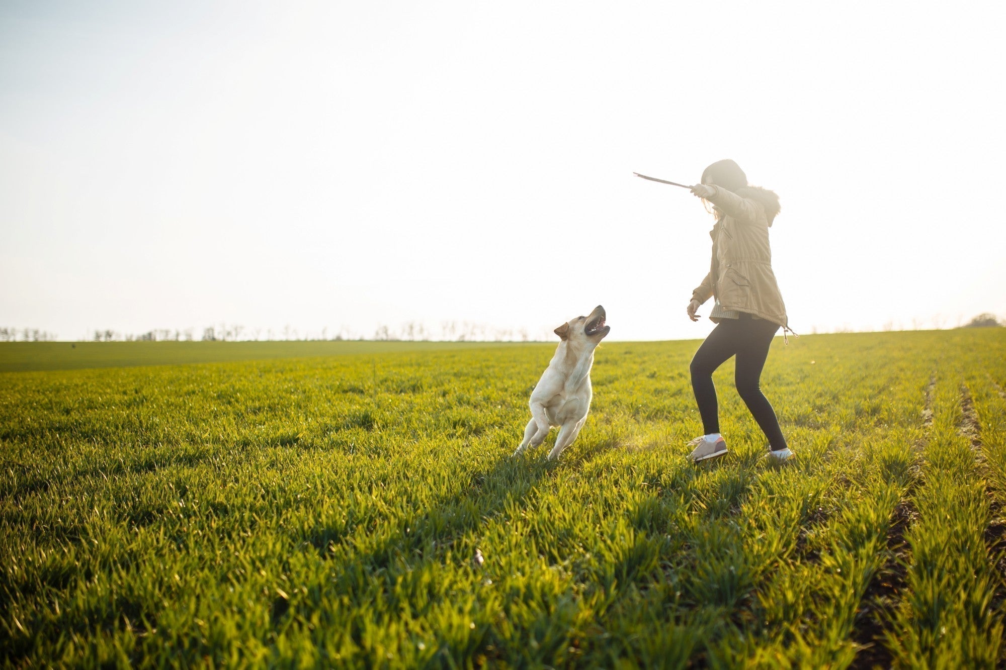 Dog and owner in field