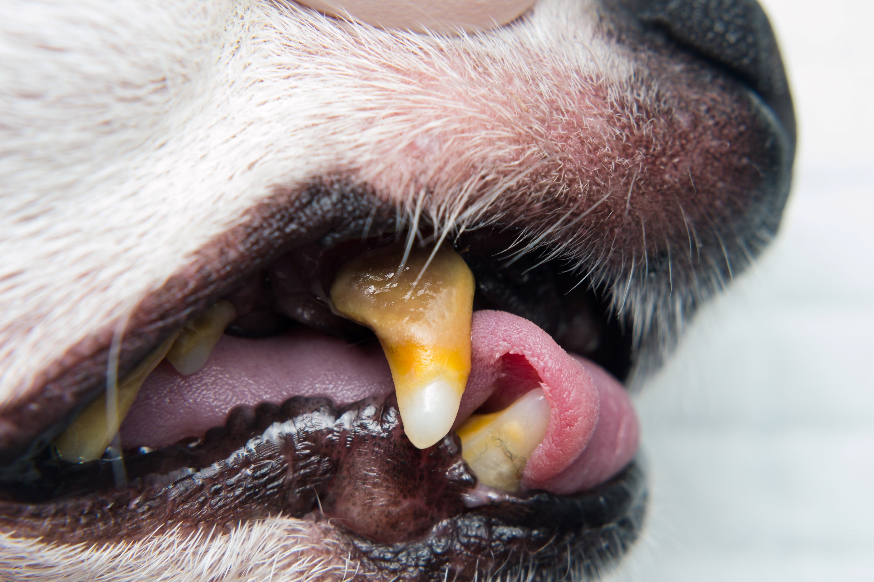 Periodontal disease in dogs.