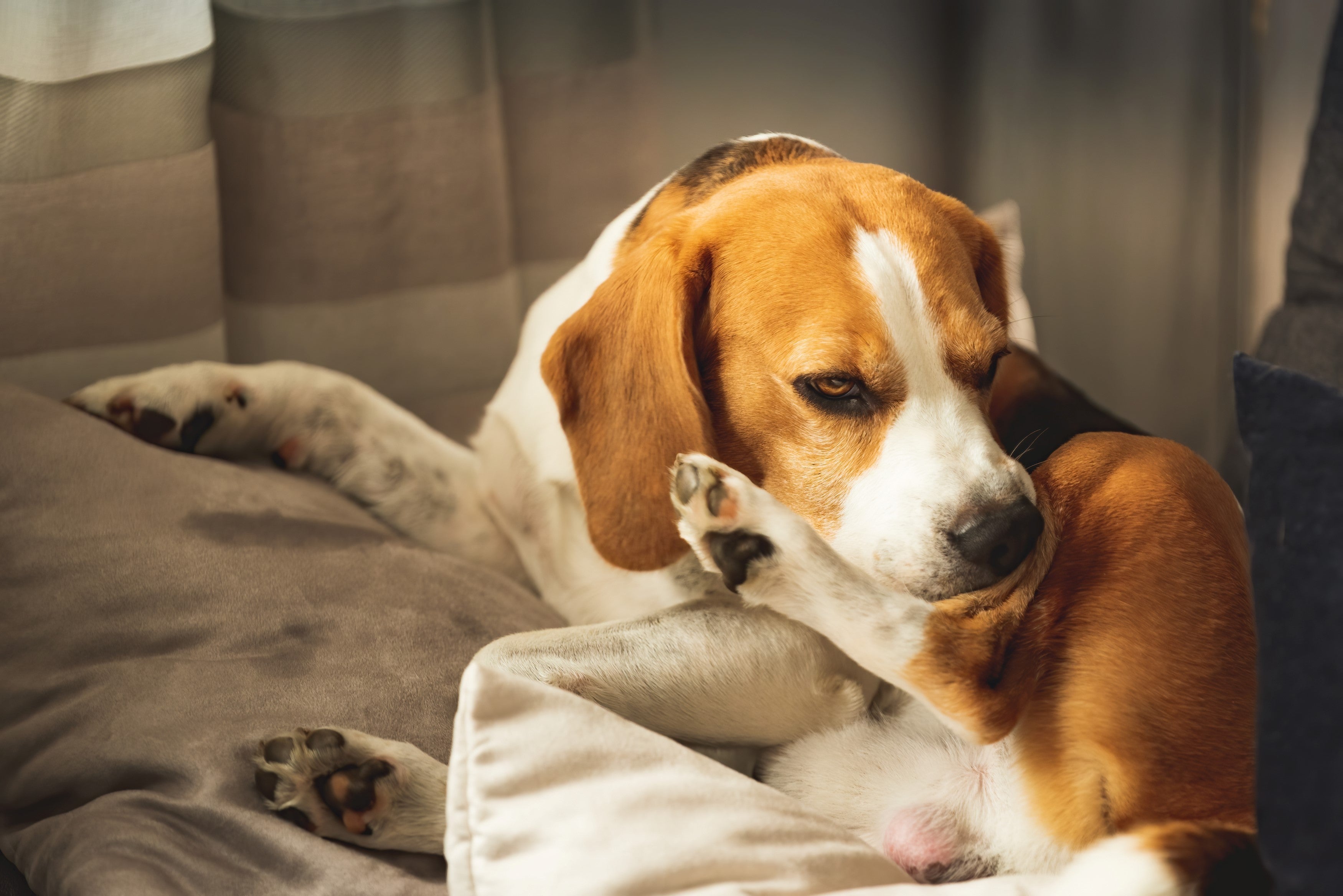 Dog sat on bed itching