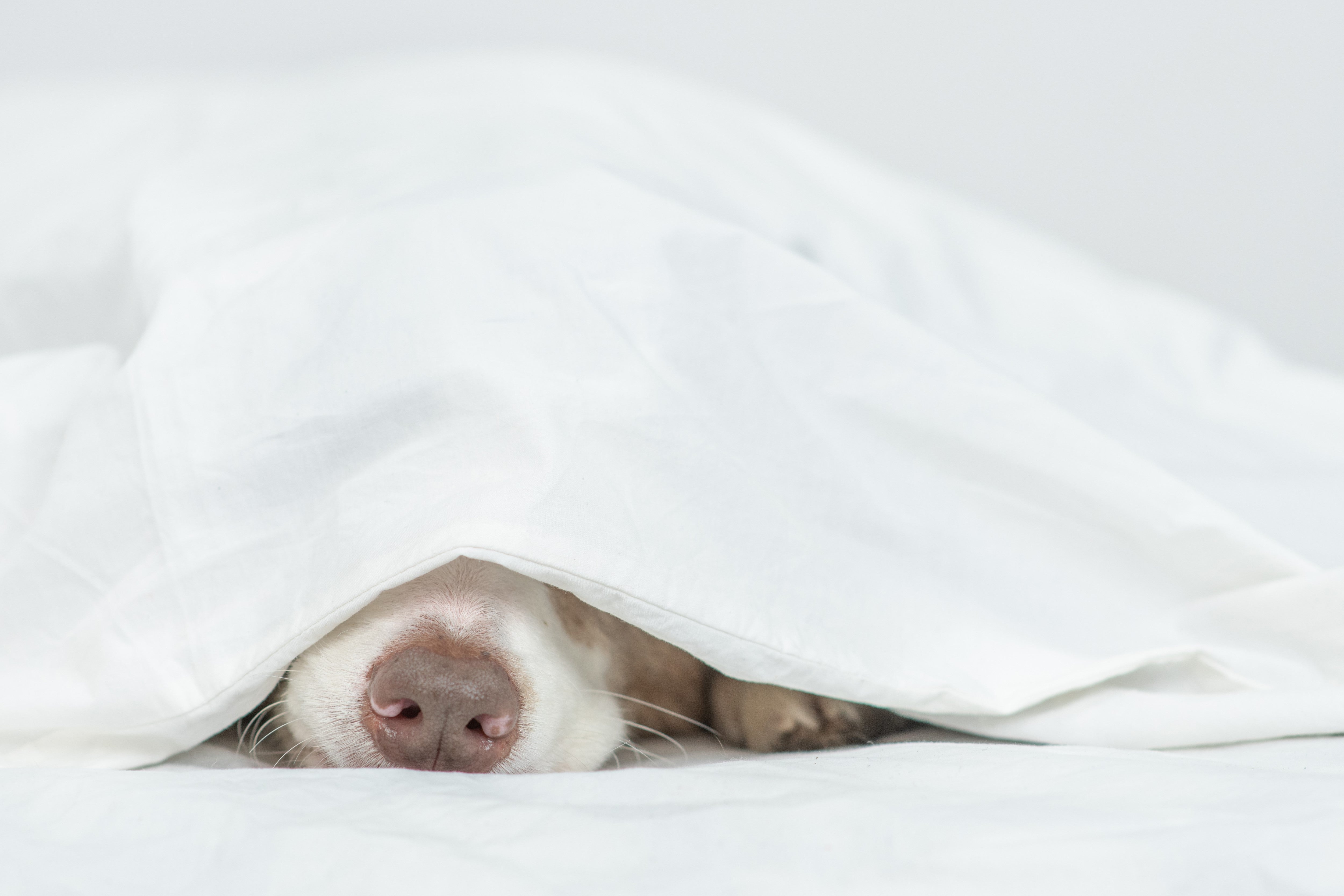 How to Get Your Puppy to Sleep Through the Night