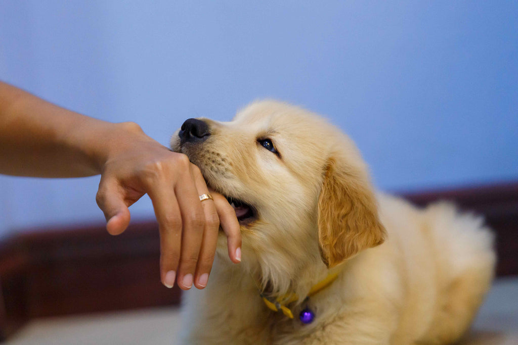 How to Stop Your Puppy from Biting - The Guide