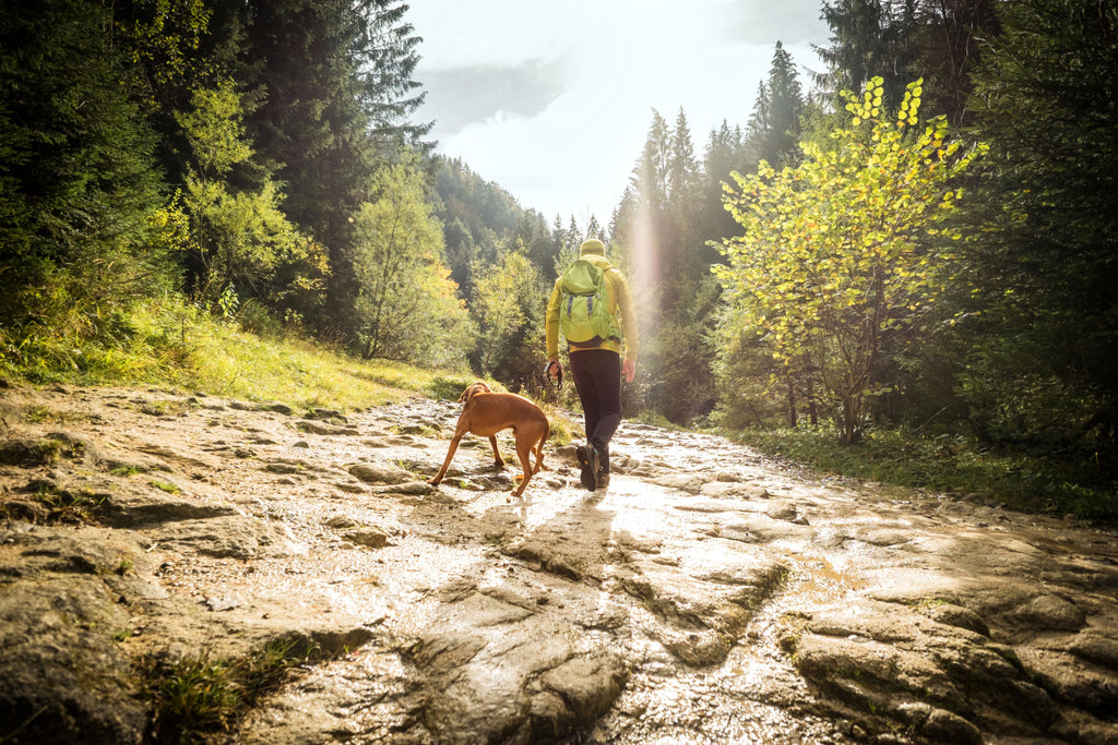 How Often Do You Walk Your Dog? | Factors to Consider When Walking Your Dog