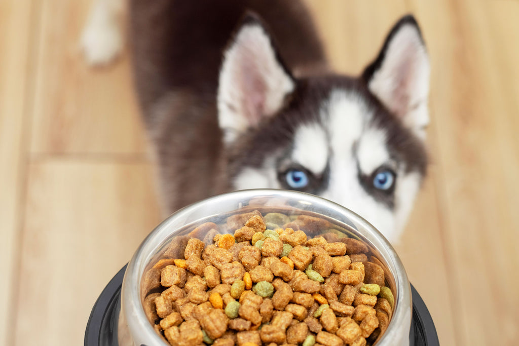 Is Grain Free Food Good for Dogs? The Guide