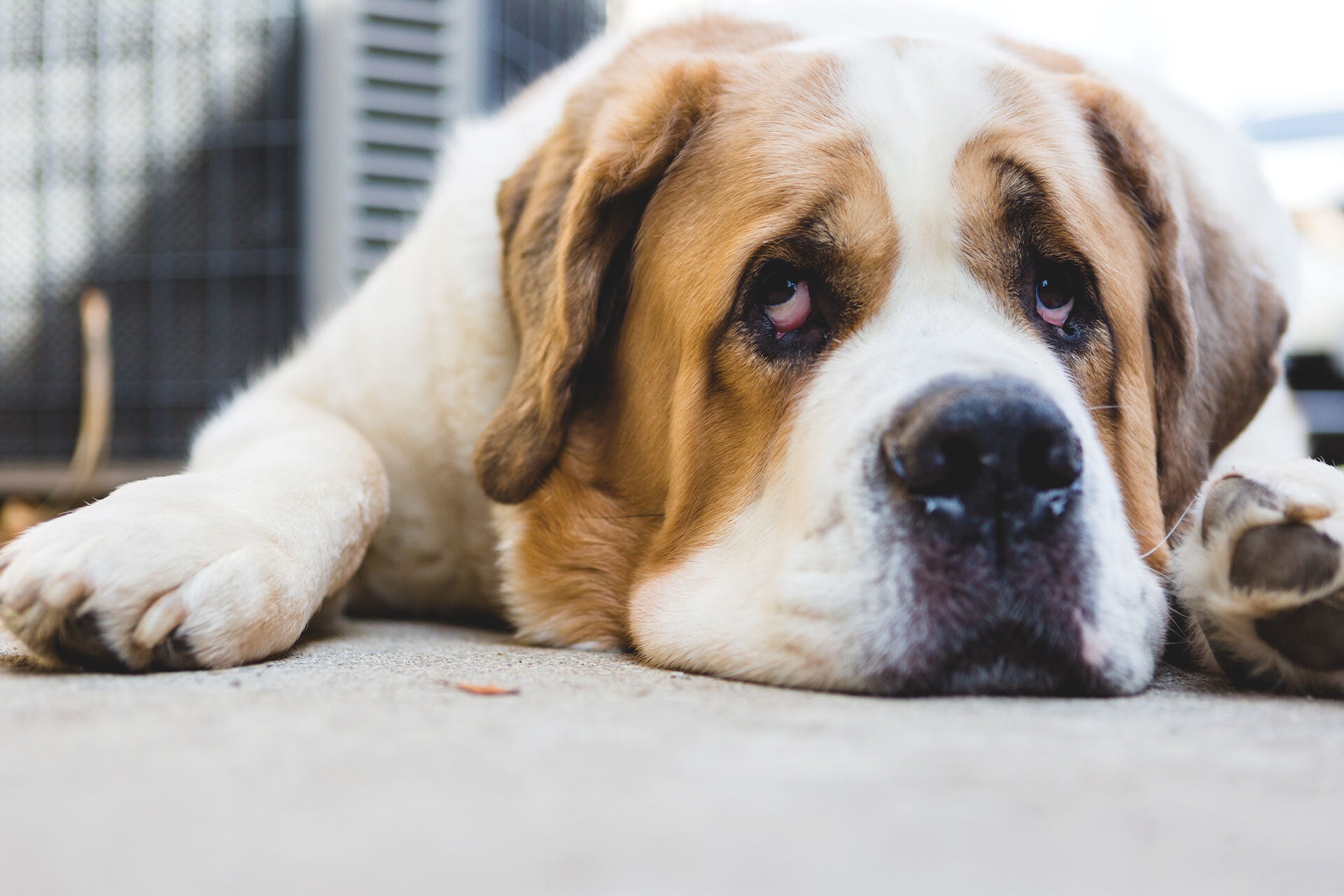 Saint Bernard laid down