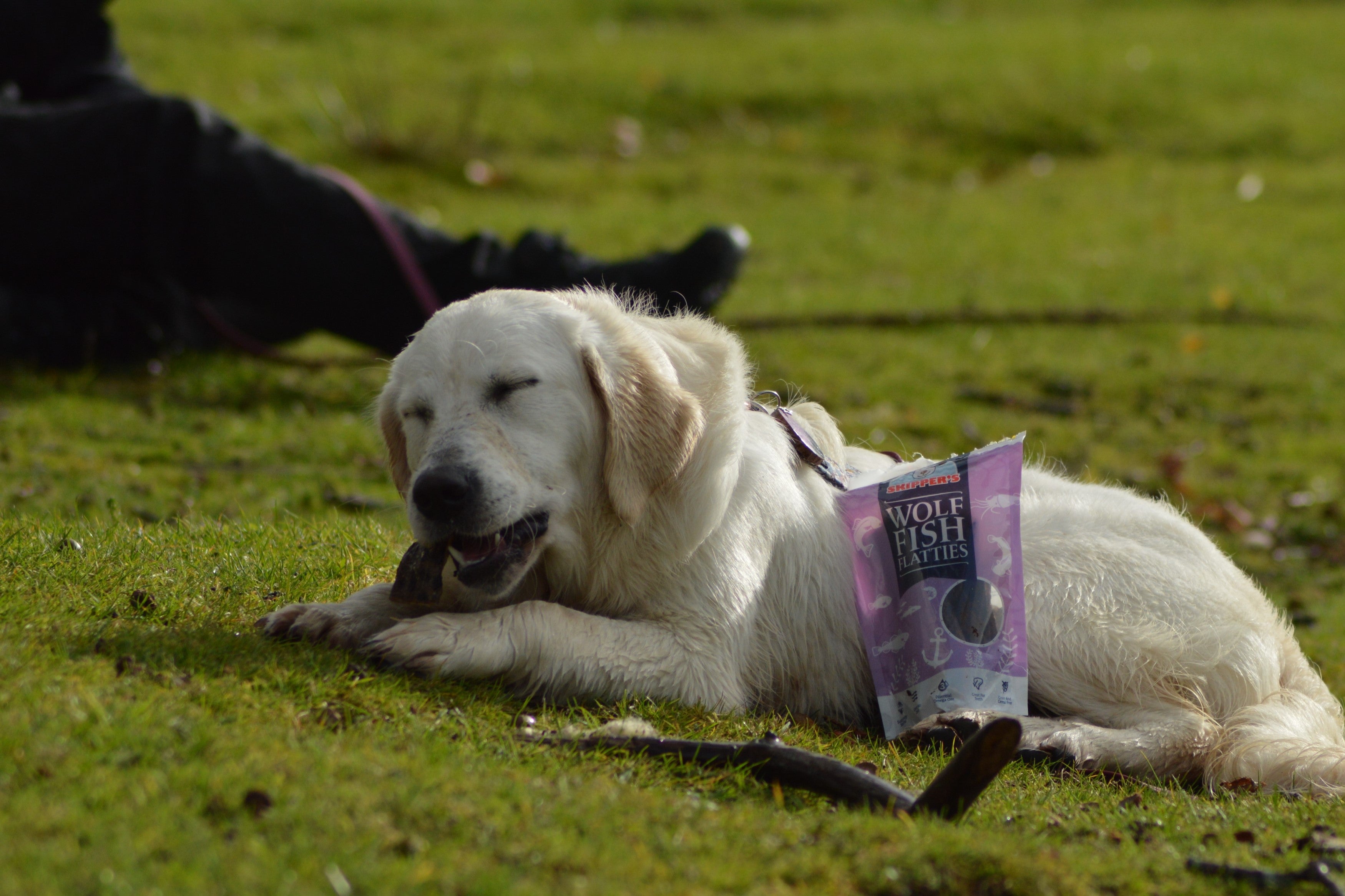What are the Benefits of Dehydrated Treats for Dogs?