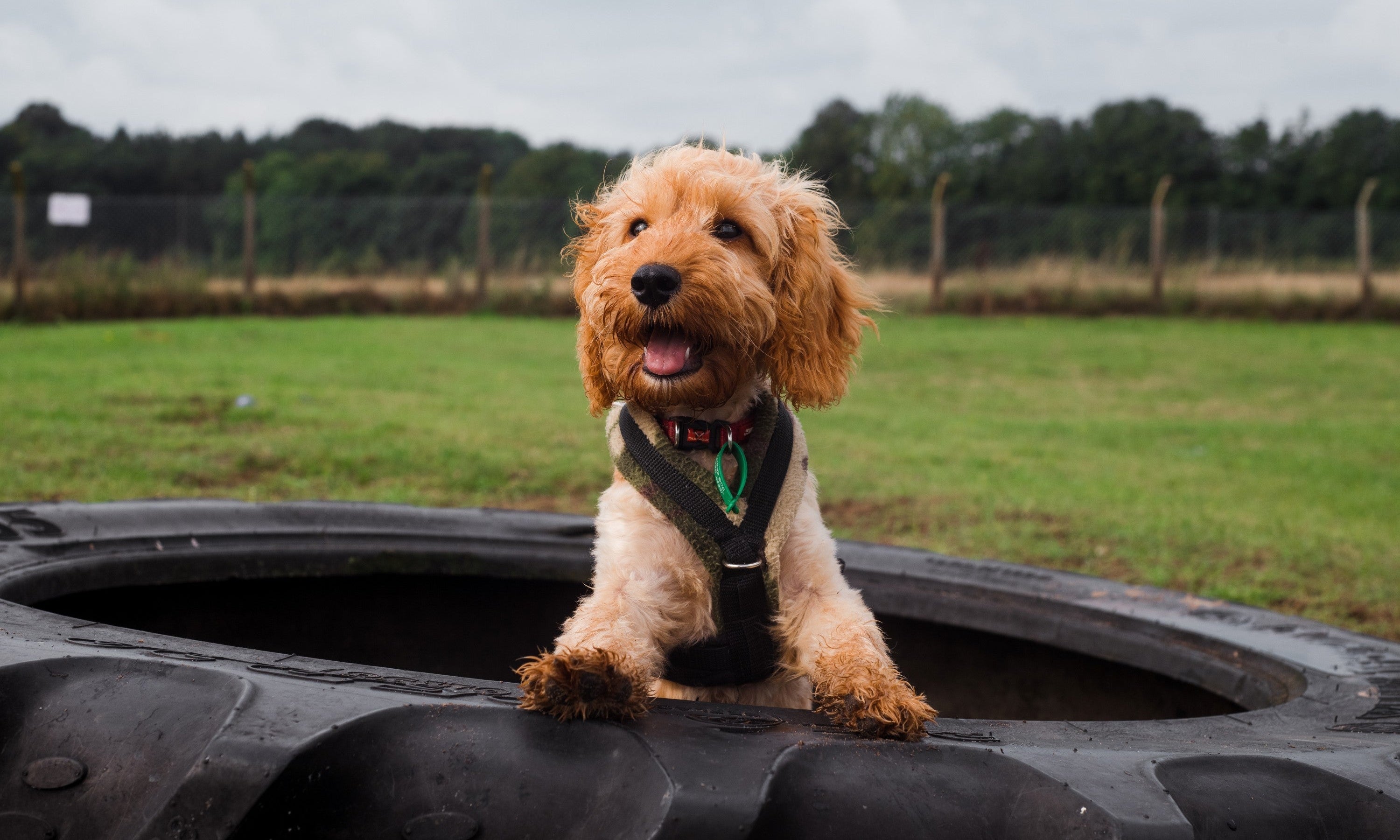 Pupy sat in a large tire in a field