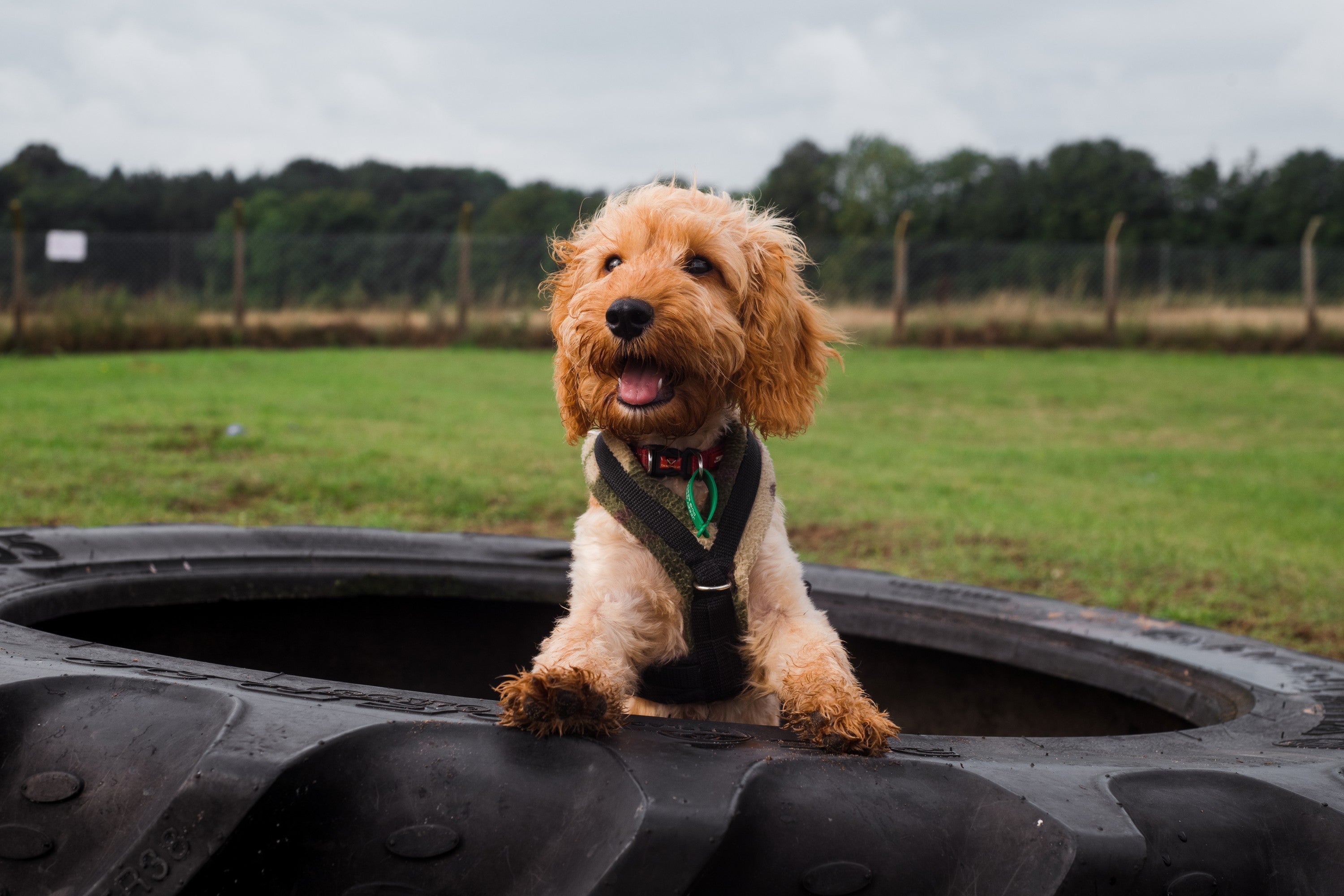 Pupy sat in a large tire in a field