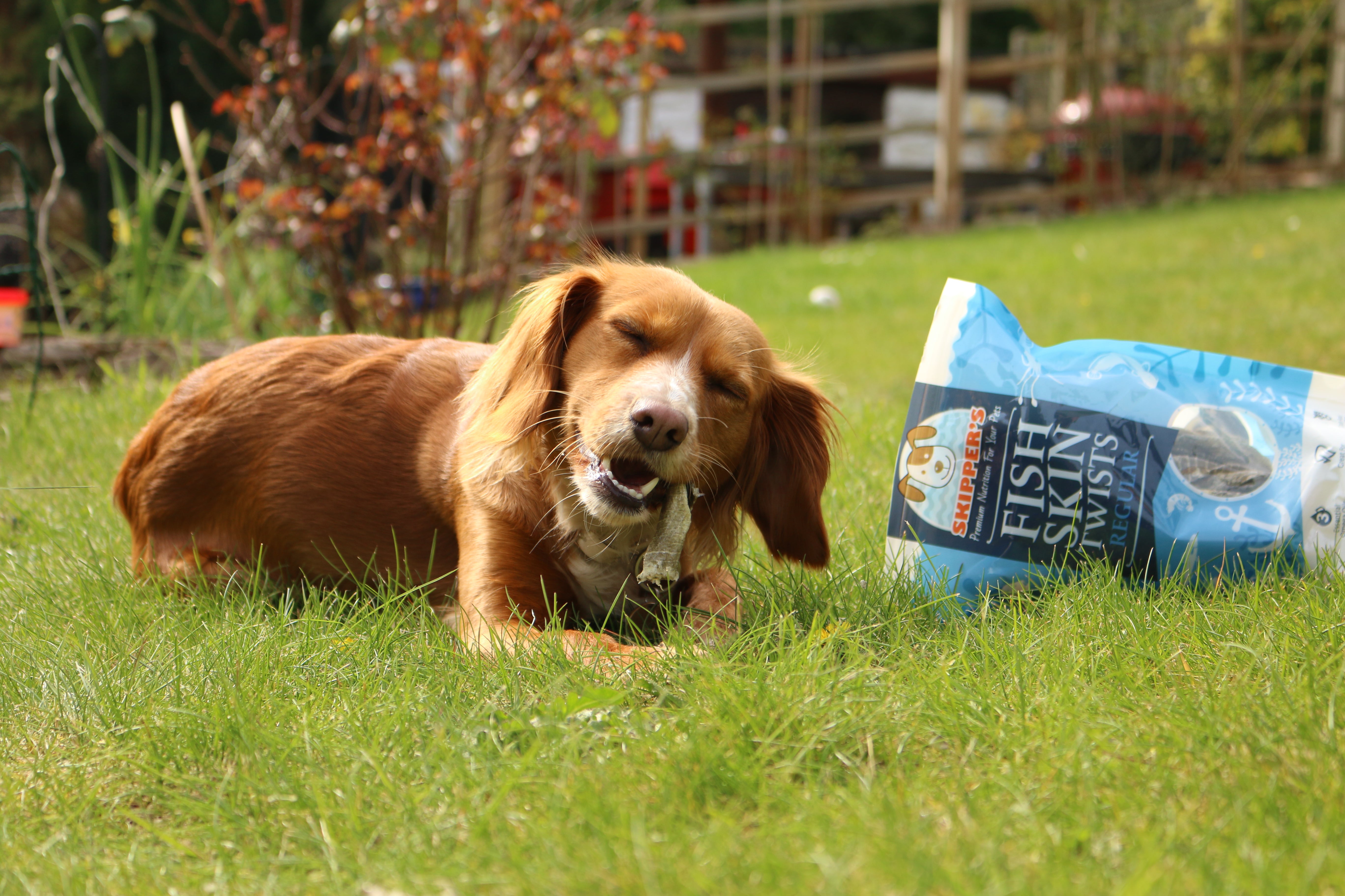 Can Dogs Eat Fish? 7 Reasons Why Dogs Should Eat Fish