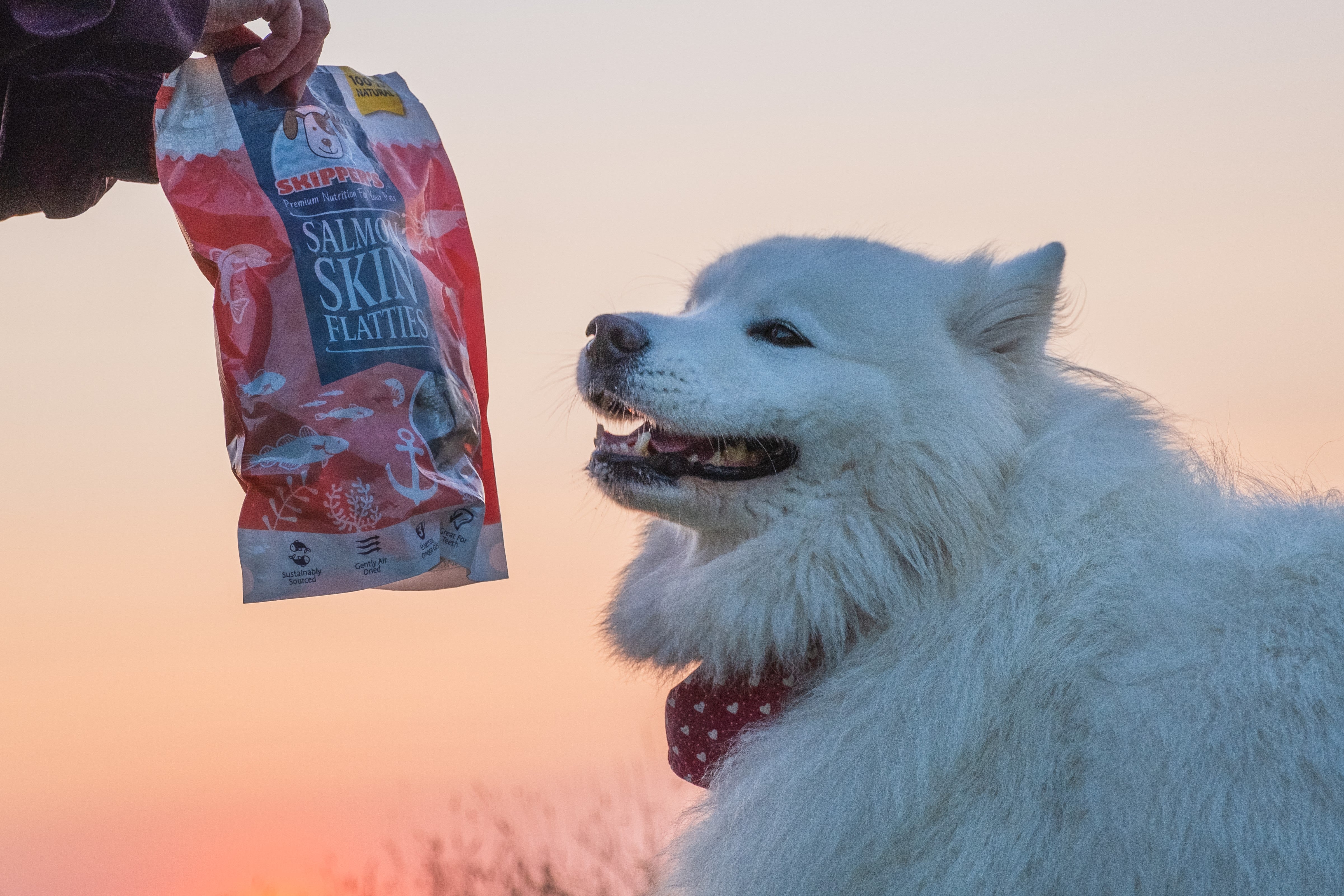 Customer Focus: Sally The Samoyed