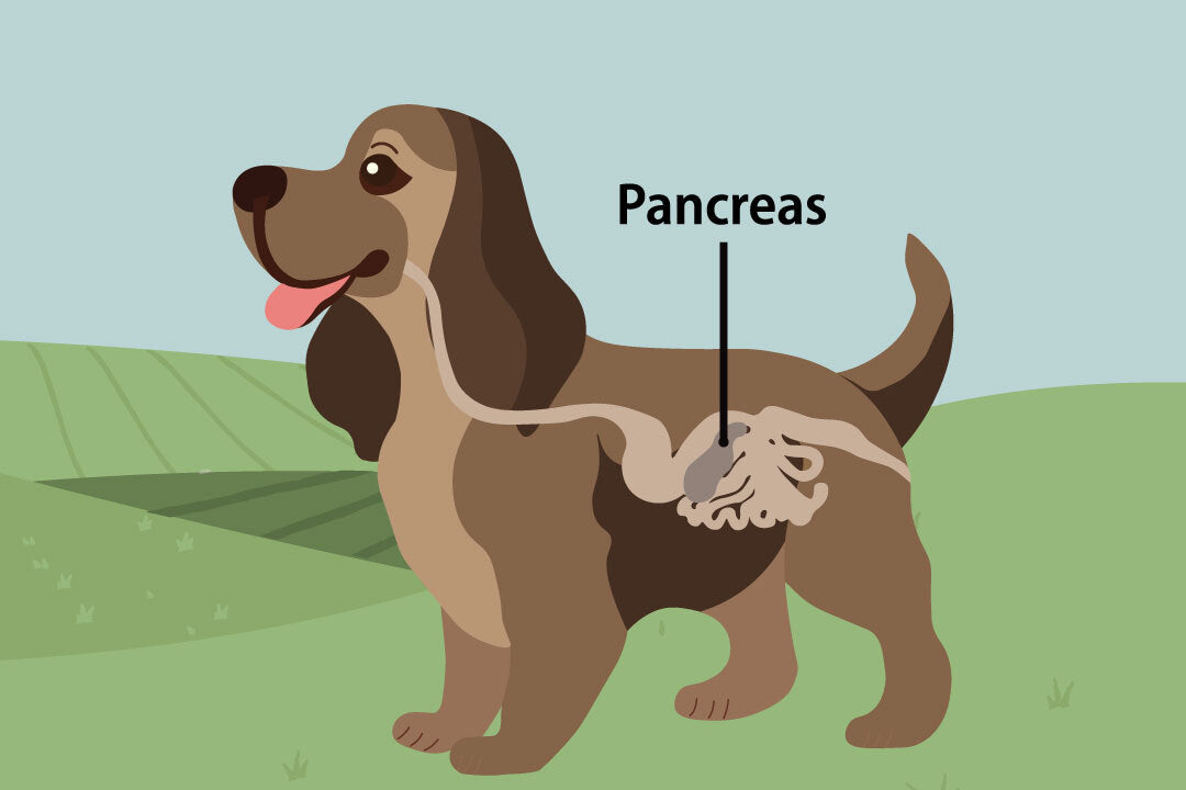 Pancreatitis in Dogs