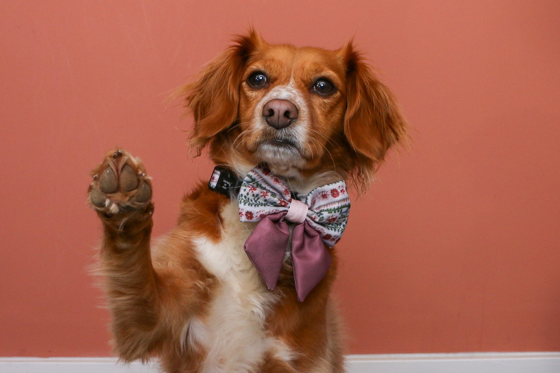 How to Teach Your Dog to Paw with Louise and Ivy