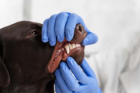 How to Clean Your Dog’s Teeth Without Brushing