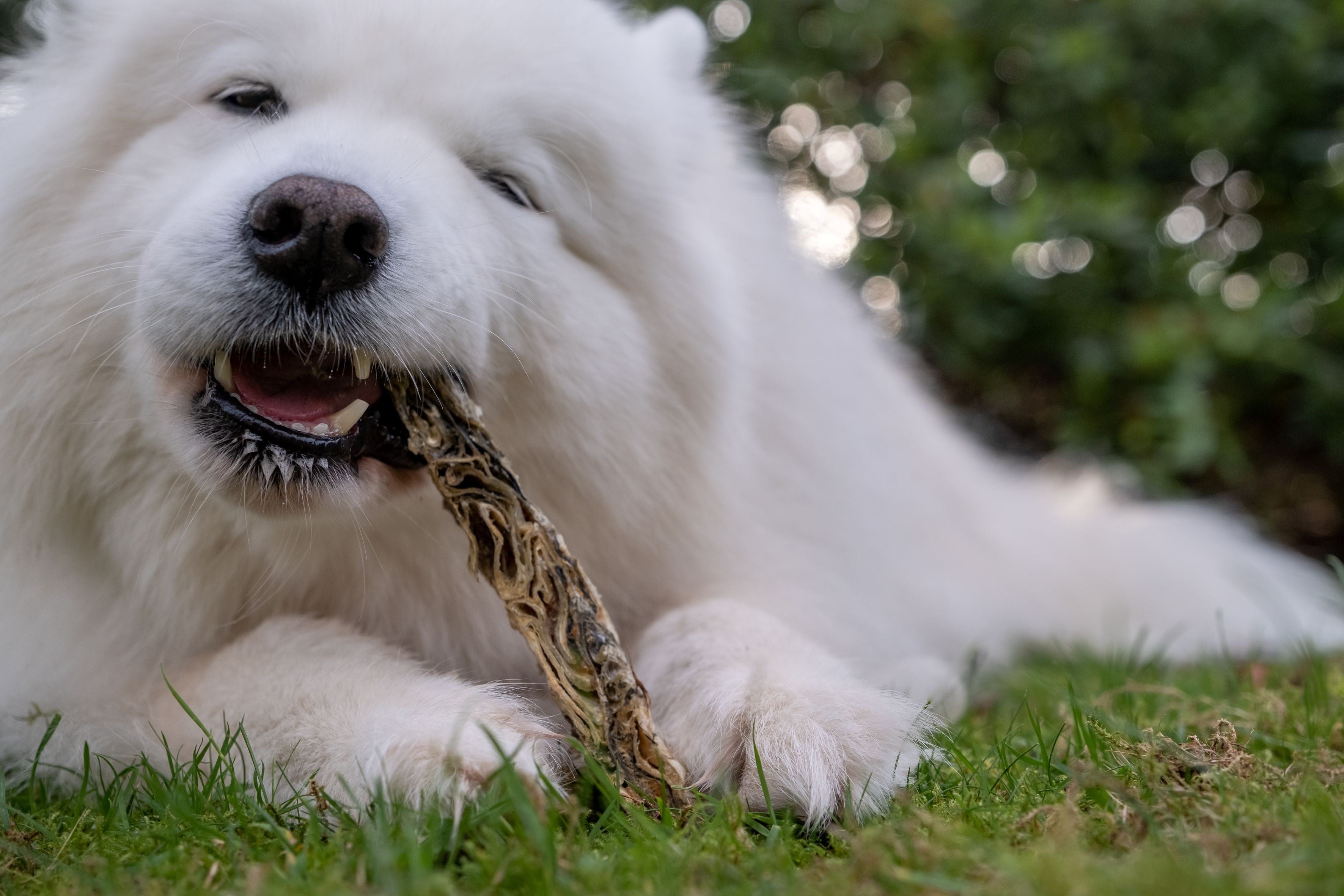 Do Dog Dental Chews Really Work?