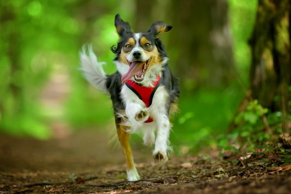 Dog Zoomies | Reasons Your Dog Runs Around Crazily