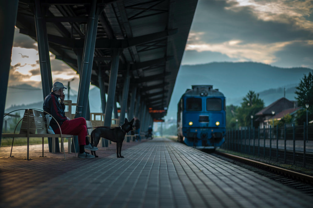 Can You Take Dogs on Trains?