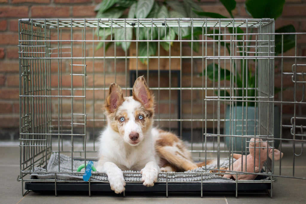 Easiest Ways to Crate Train a Puppy | Tips for Successful Crate Training