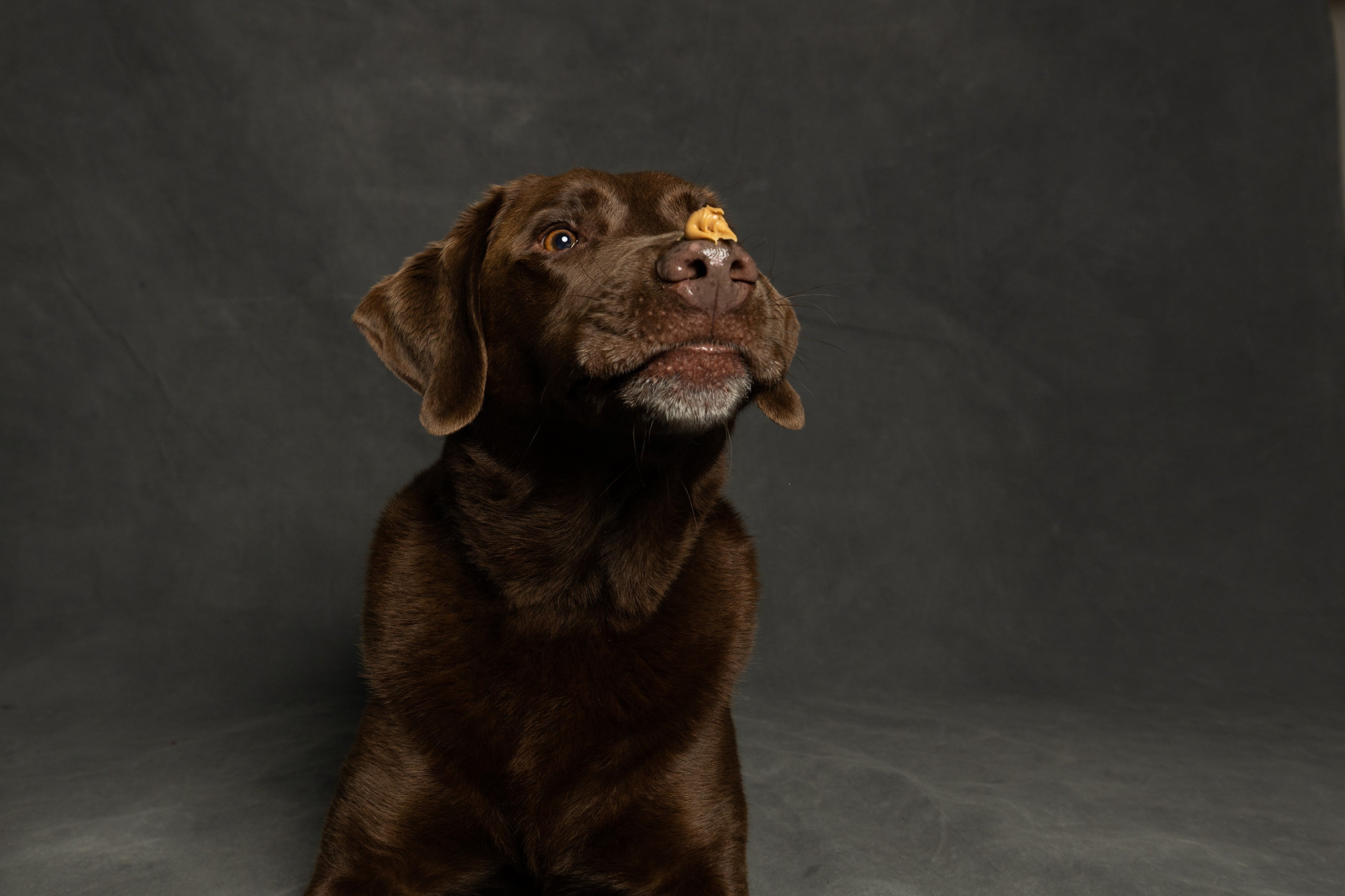 Can Dogs Eat Peanut Butter? - Skipper's Pet Products