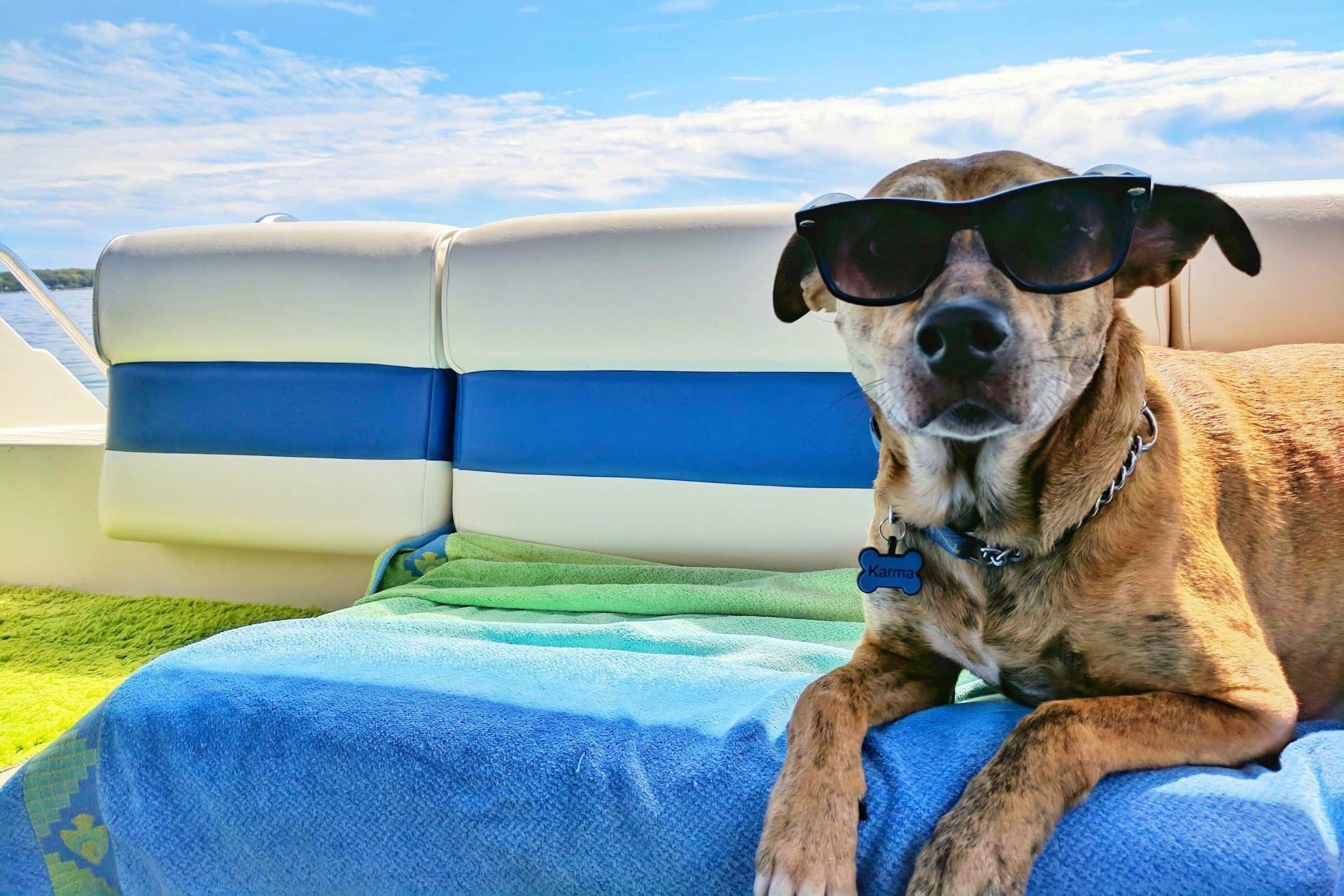 Can Dogs Get Sunburn? |  Signs and Sun Protection for Dogs - Skipper's Pet Products