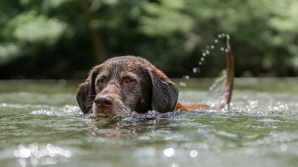 5 Mistakes You Could Be Making with Your Dog in Summer