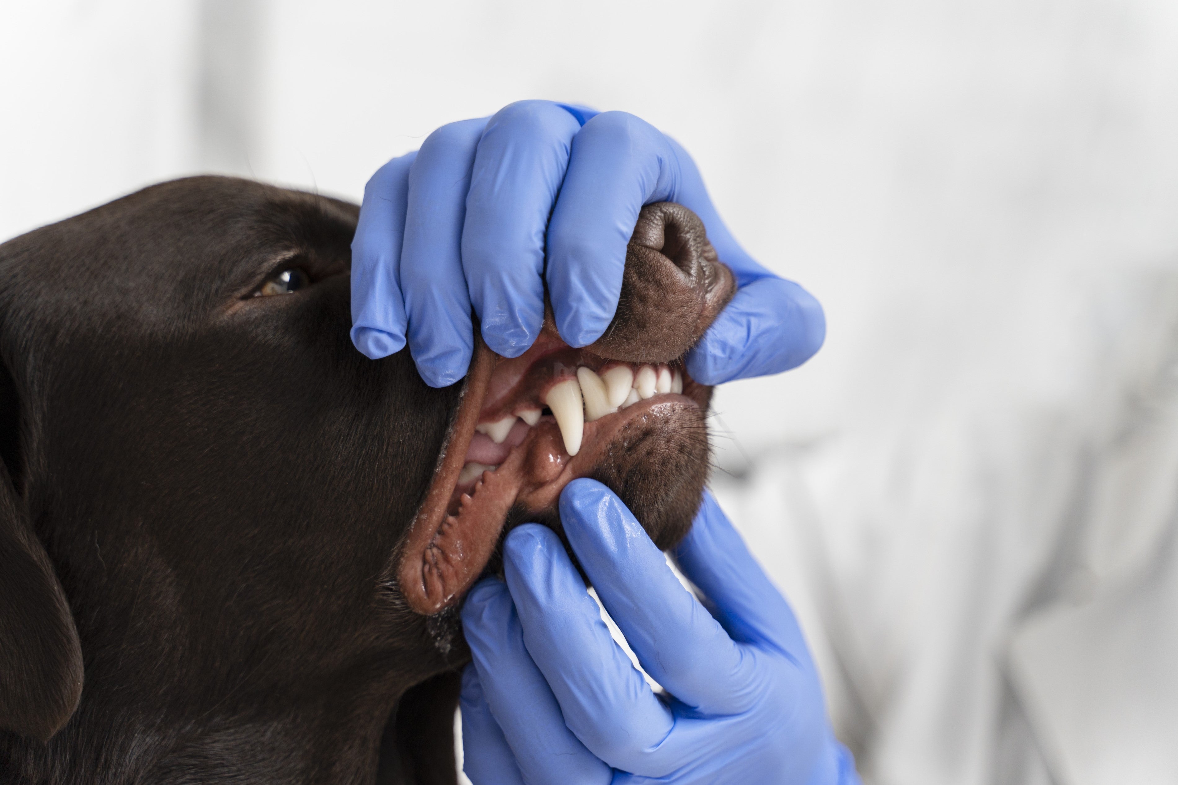 How to Clean Your Dog’s Teeth Without Brushing