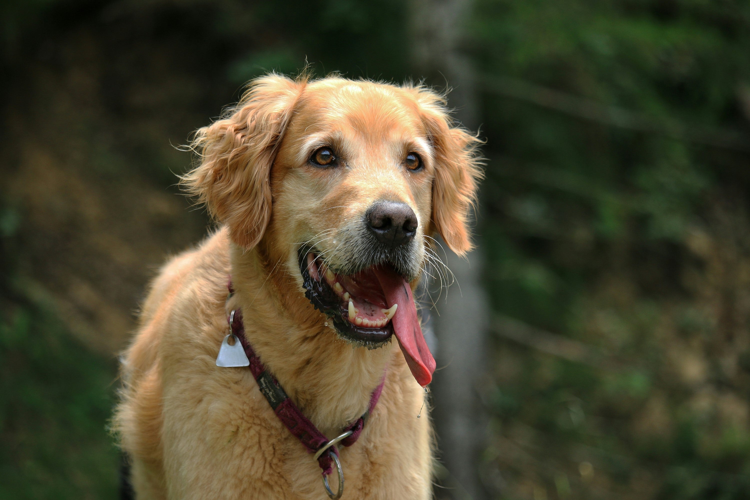 Why Do Dogs Pant? |  When is it a Concern?