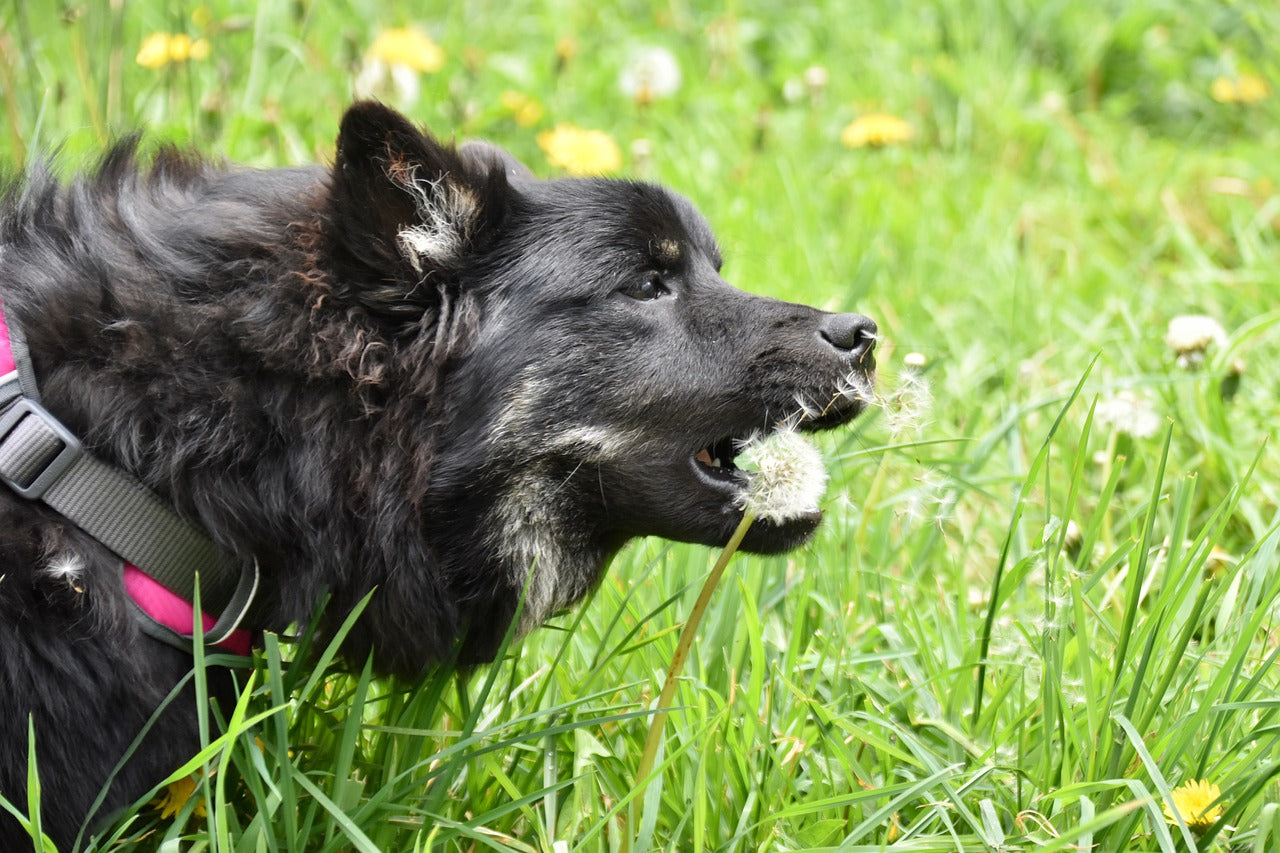 Why Do Dogs Eat Grass? | Causes, Risks and Prevention
