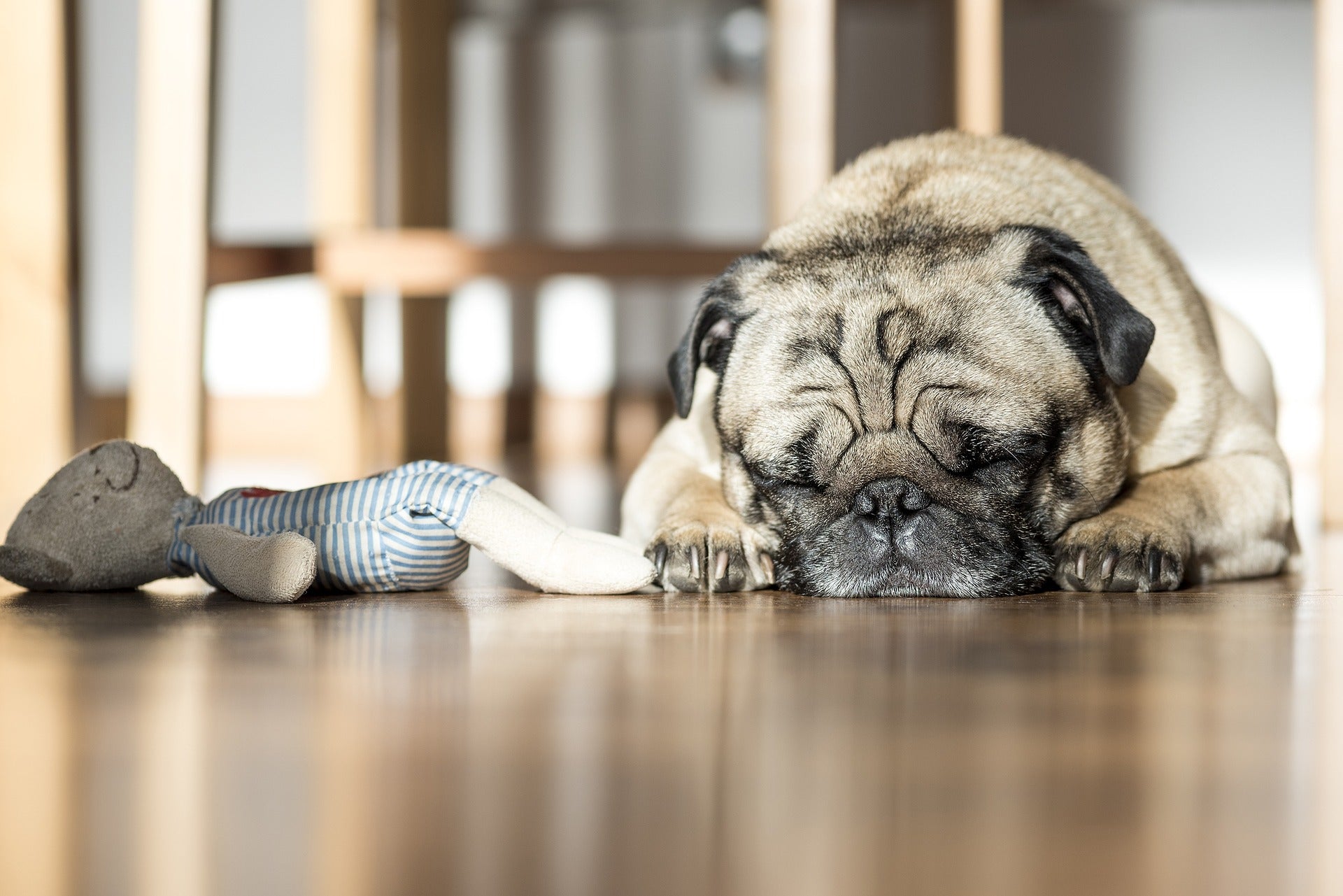 Mental Stimulation for Dogs | How to Mentally Stimulate Your Dog