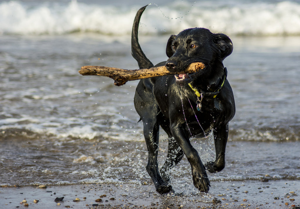 Tips for Your Dogs on Beach | Beach Behaviour