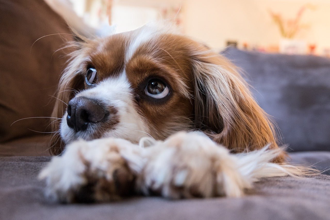 Dog Constipation | Causes, Symptoms and Treatments - Skipper's Pet Products