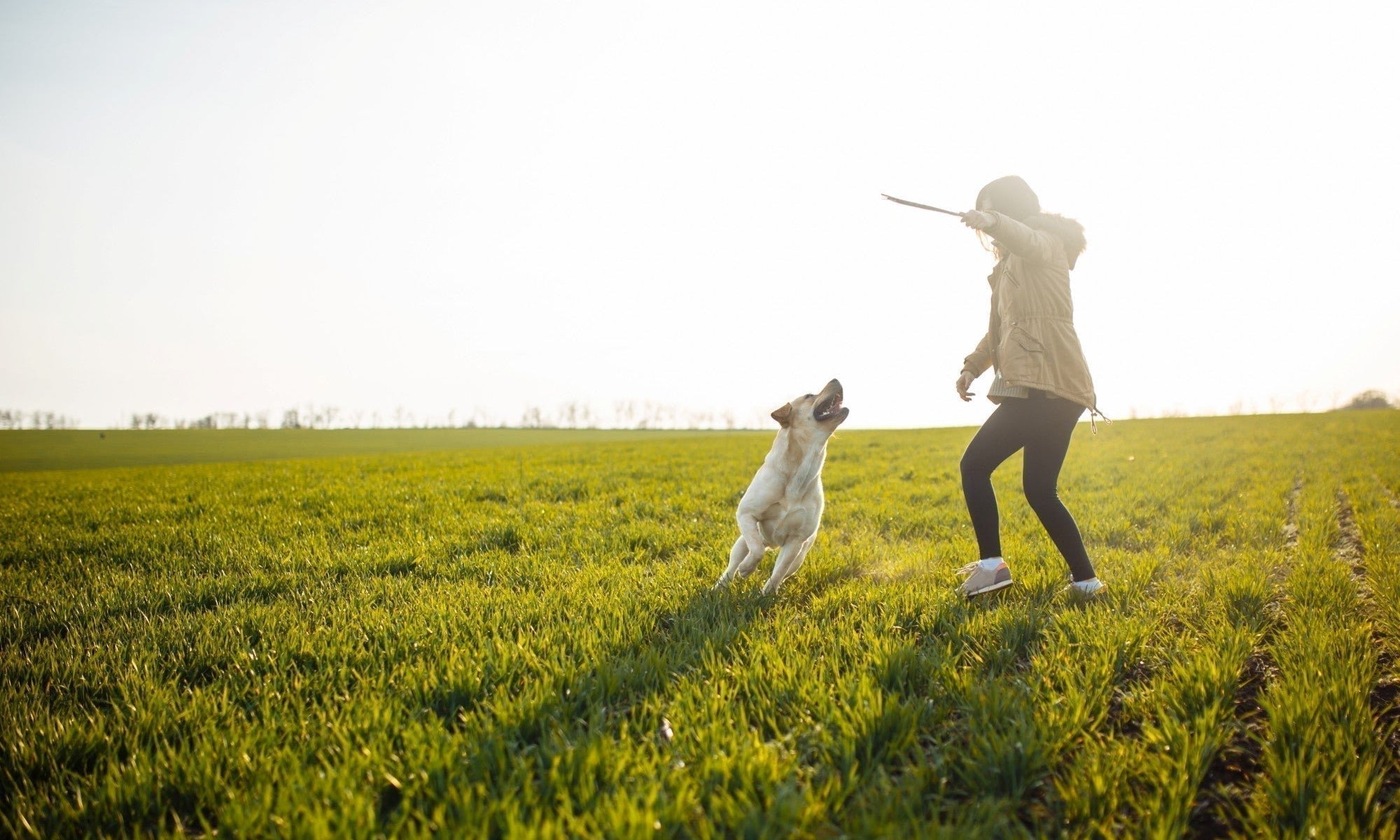 Dog Recall Training | Tips for Teaching a Reliable Recall - Skipper's Pet Products