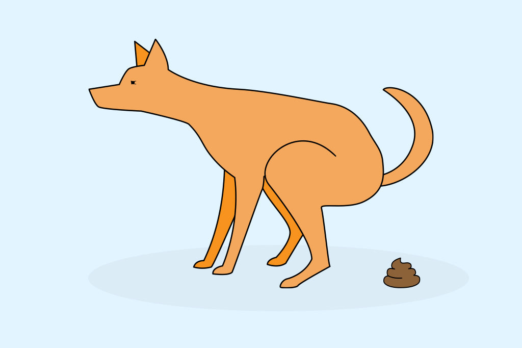 What Your Dog's Poo Tells You