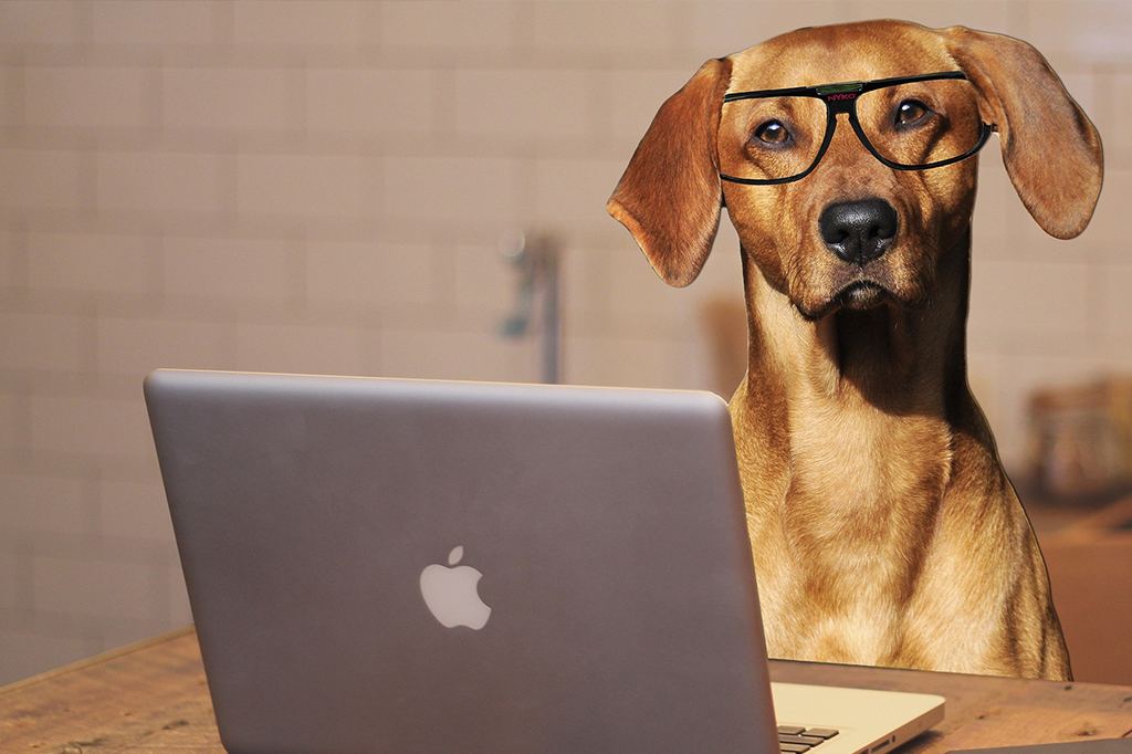Dogs at Workplace | Pros and Cons of Bringing Your Dog to Office