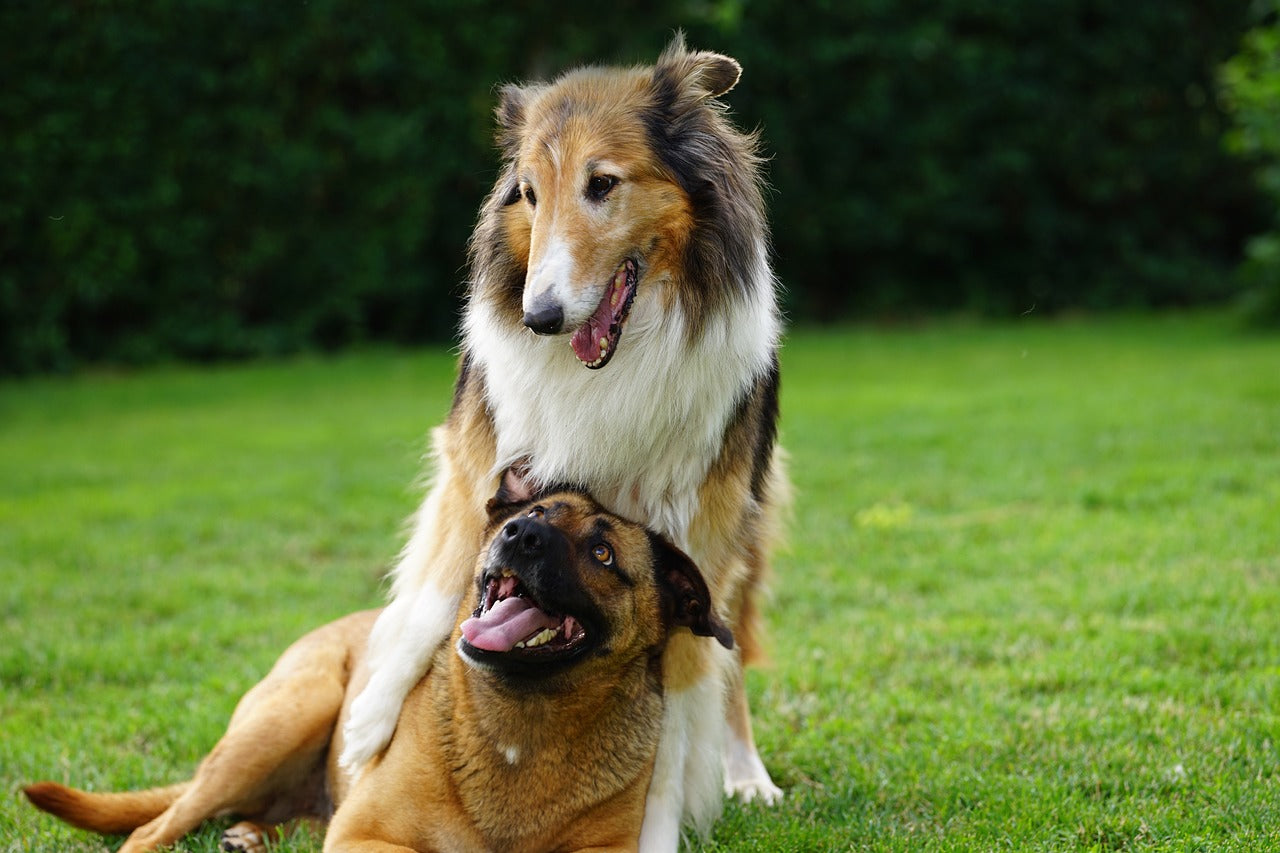 2 dogs play fighting on the grass.
