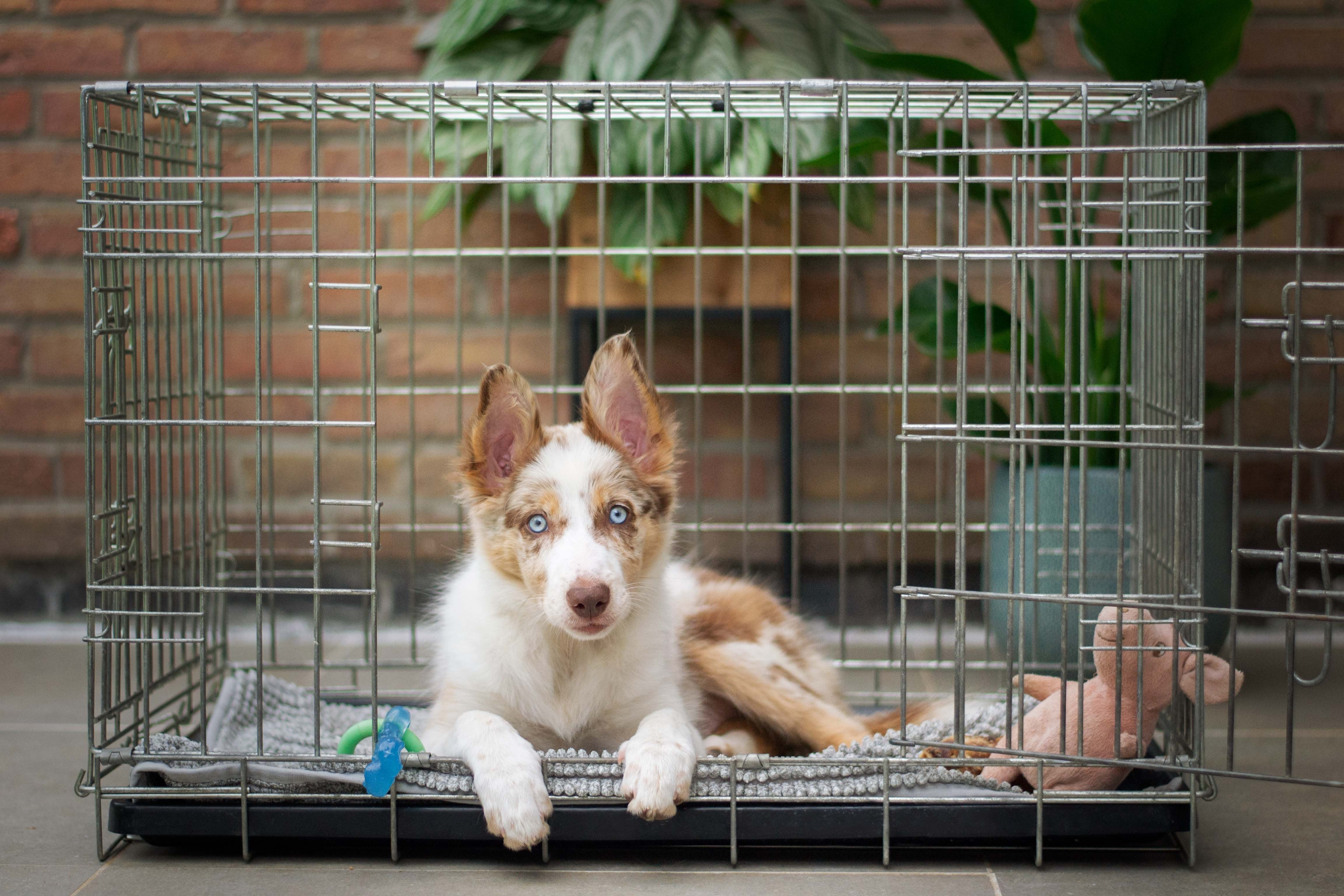 Easiest Ways to Crate Train a Puppy | Tips for Successful Crate Training - Skipper's Pet Products