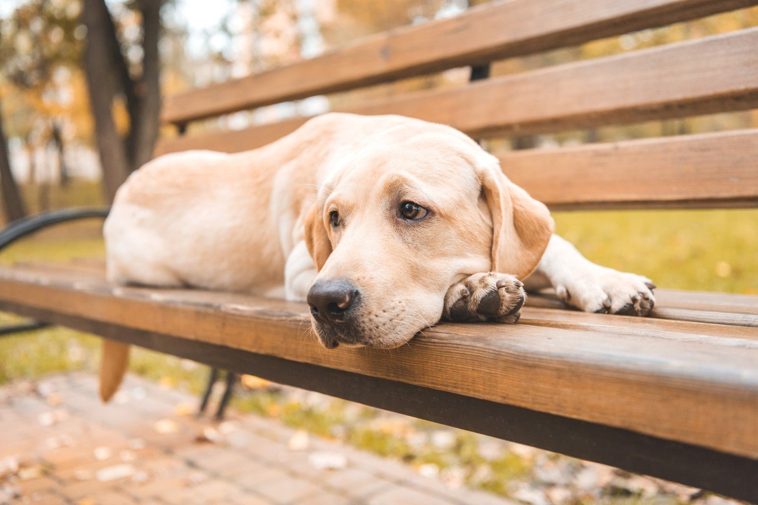 Epilepsy in Dogs - Skipper's Pet Products