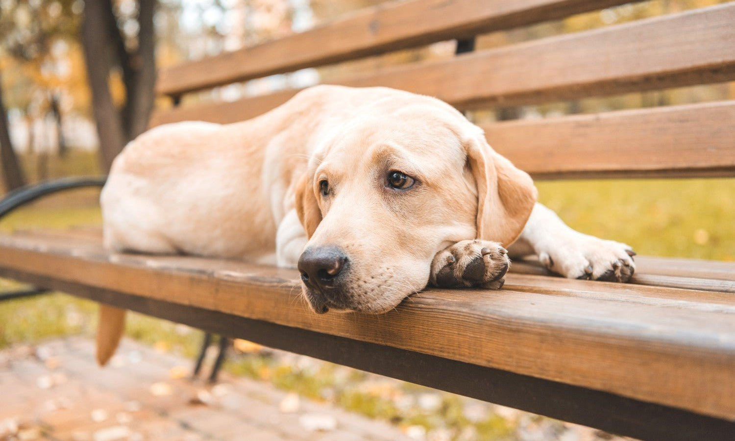 Epilepsy in Dogs - Skipper's Pet Products