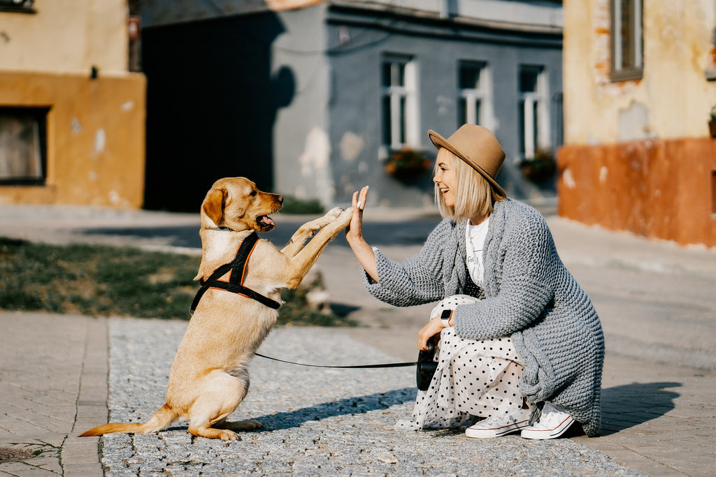 Understanding Behaviour in Dogs | 5 Behavioural Problems in Dogs