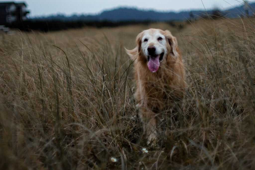 Older dog running through field