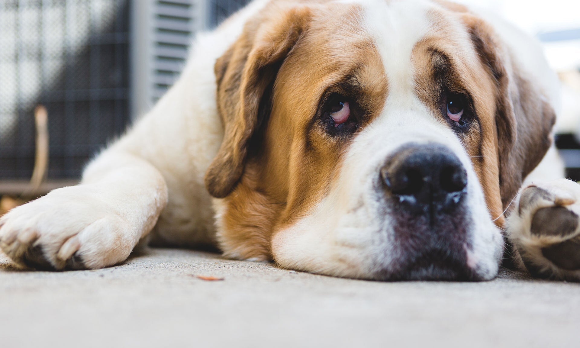 How Do I Know if My Dog Has a Food Allergy or Food Intolerance? - Skipper's Pet Products