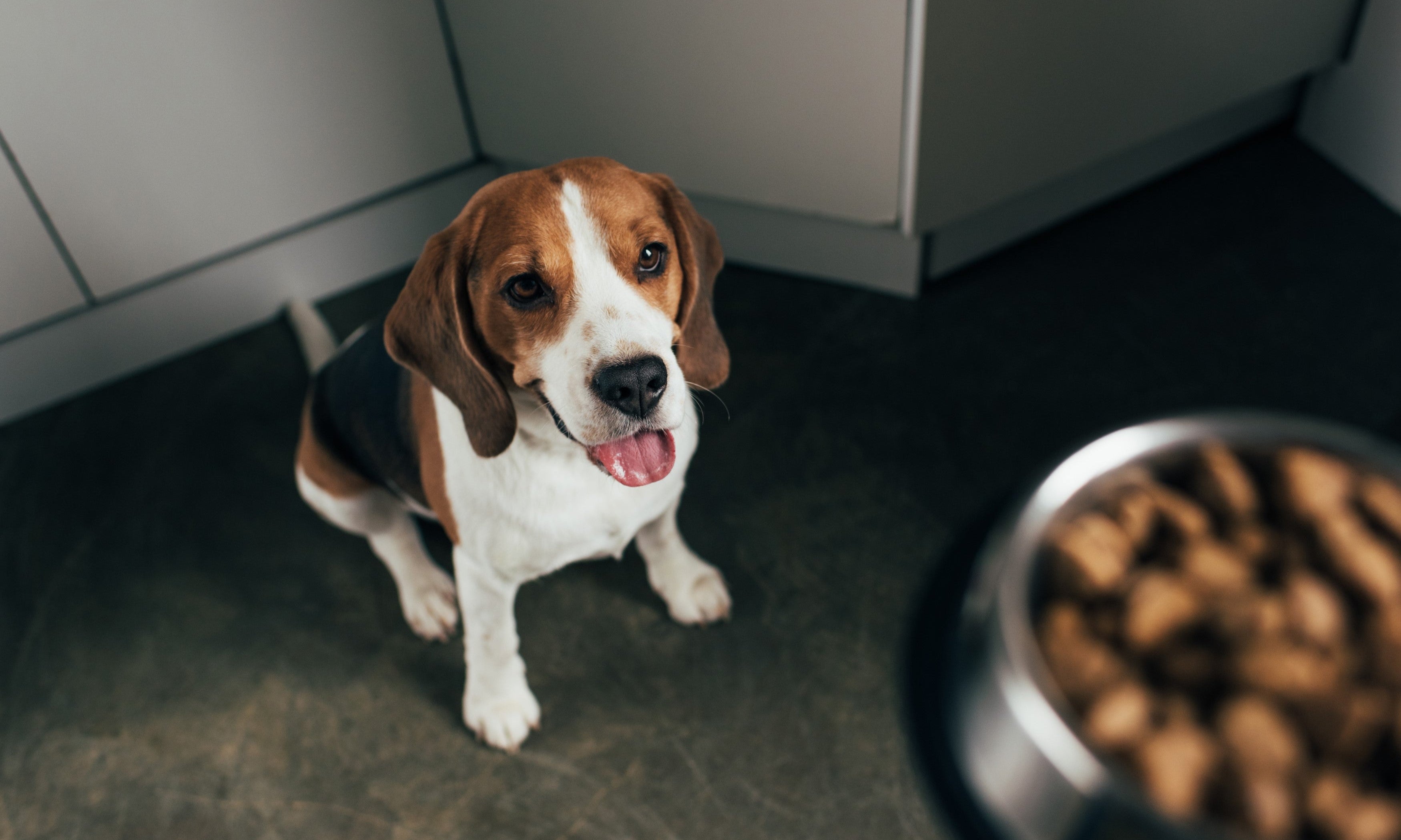 How to Switch Your Dog Onto A New Food - Skipper's Pet Products