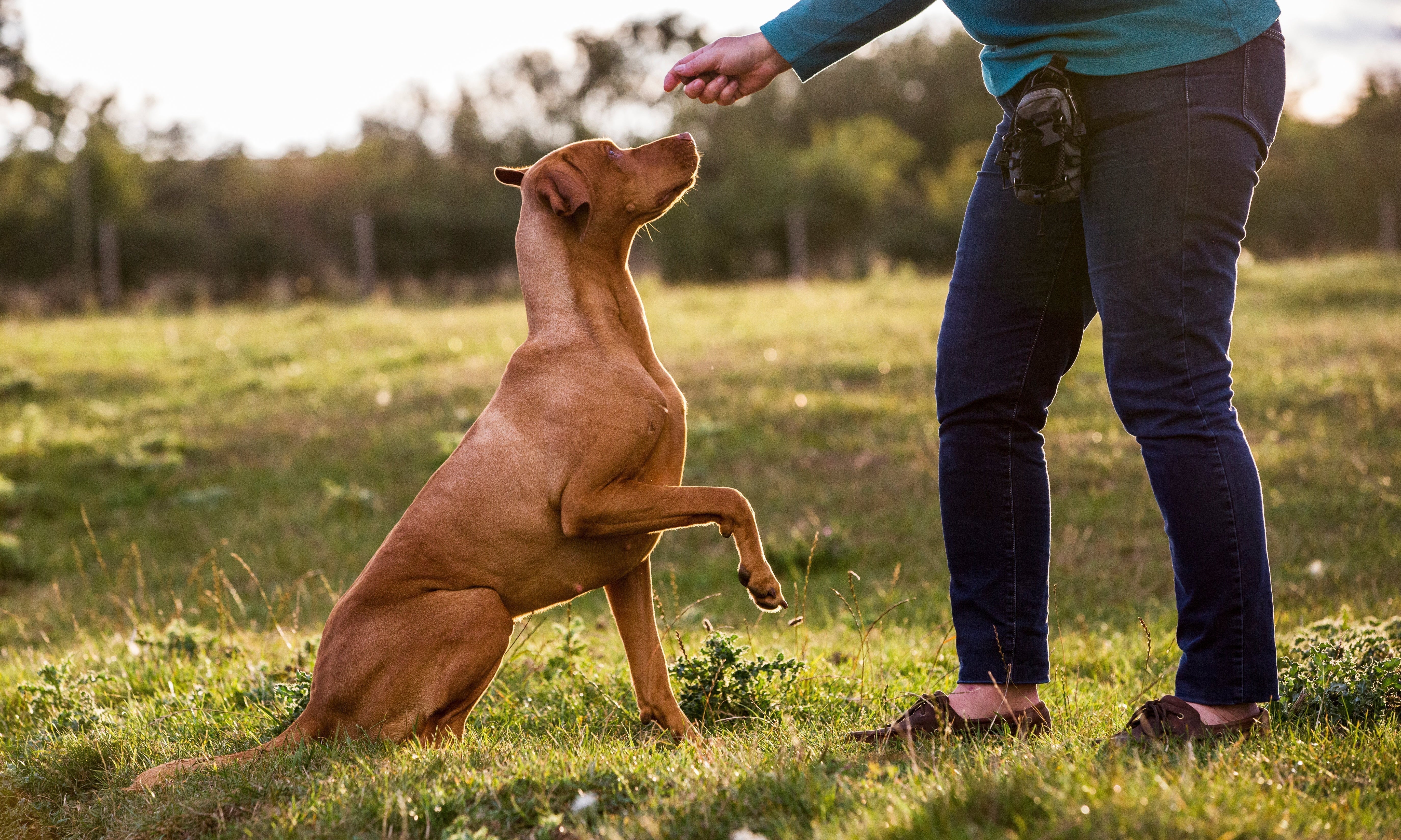 How to Teach a Dog to Sit - Skipper's Pet Products