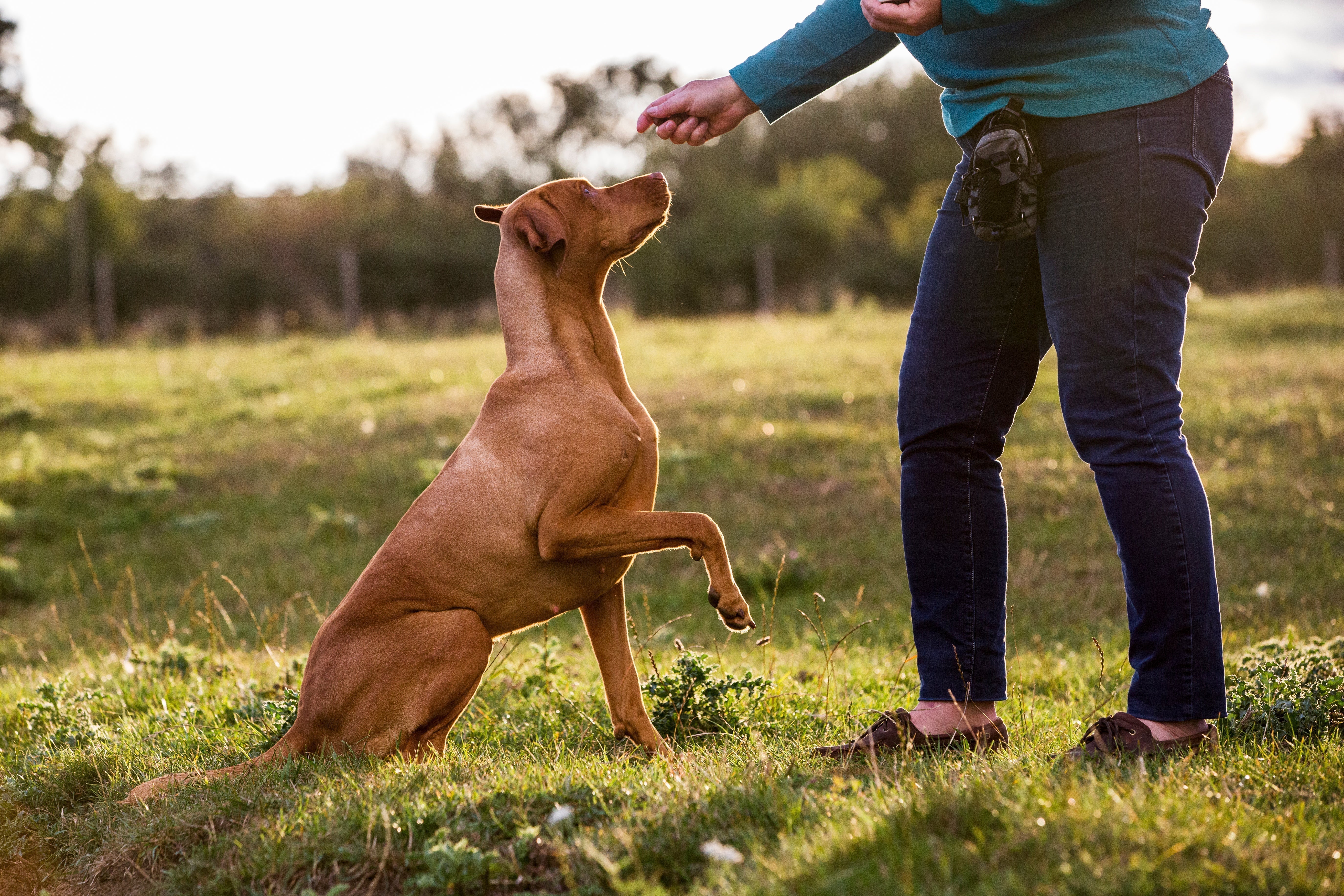 How to Teach a Dog to Sit - Skipper's Pet Products