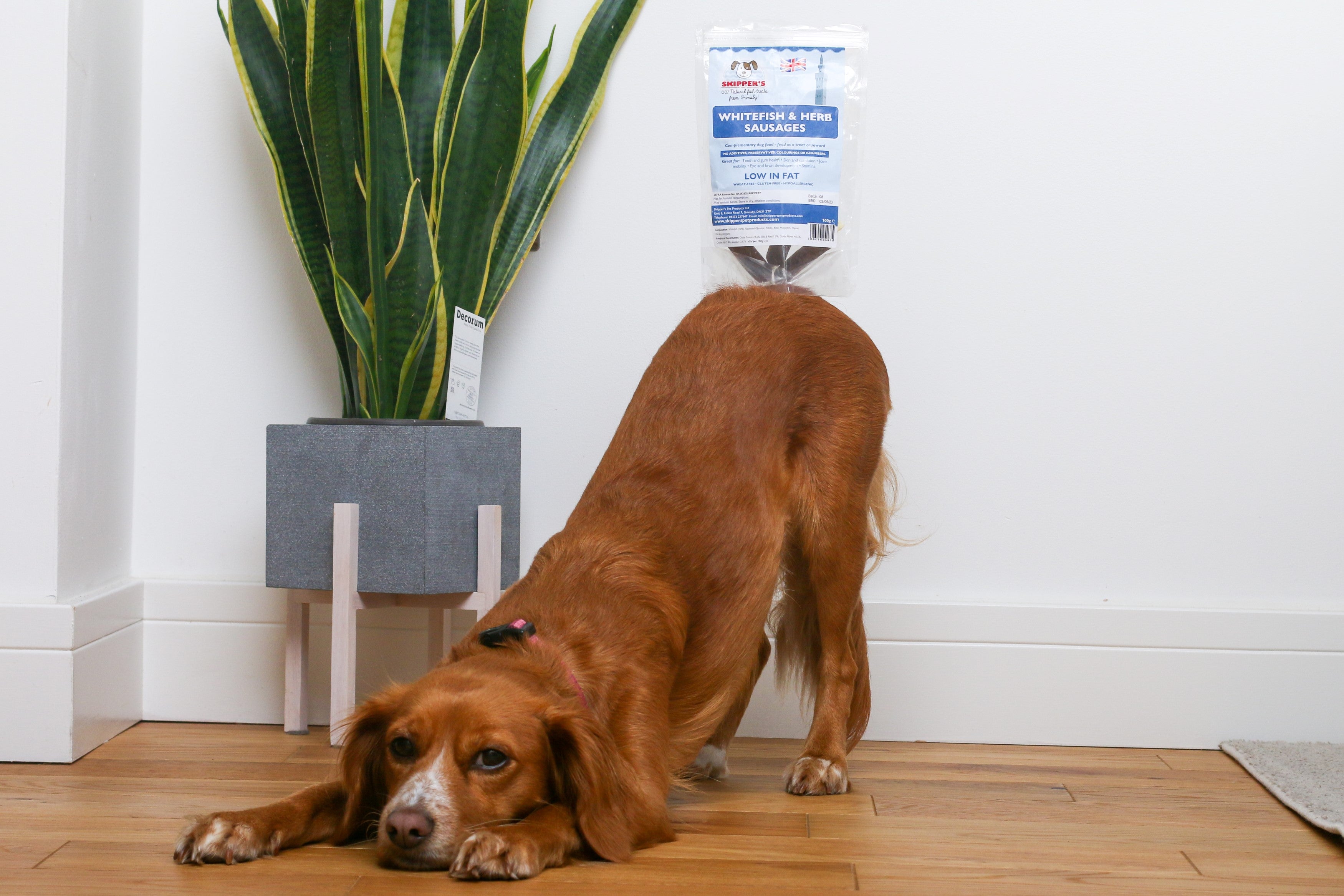 How to Teach Your Dog to Bow with Louise and Ivy - Skipper's Pet Products