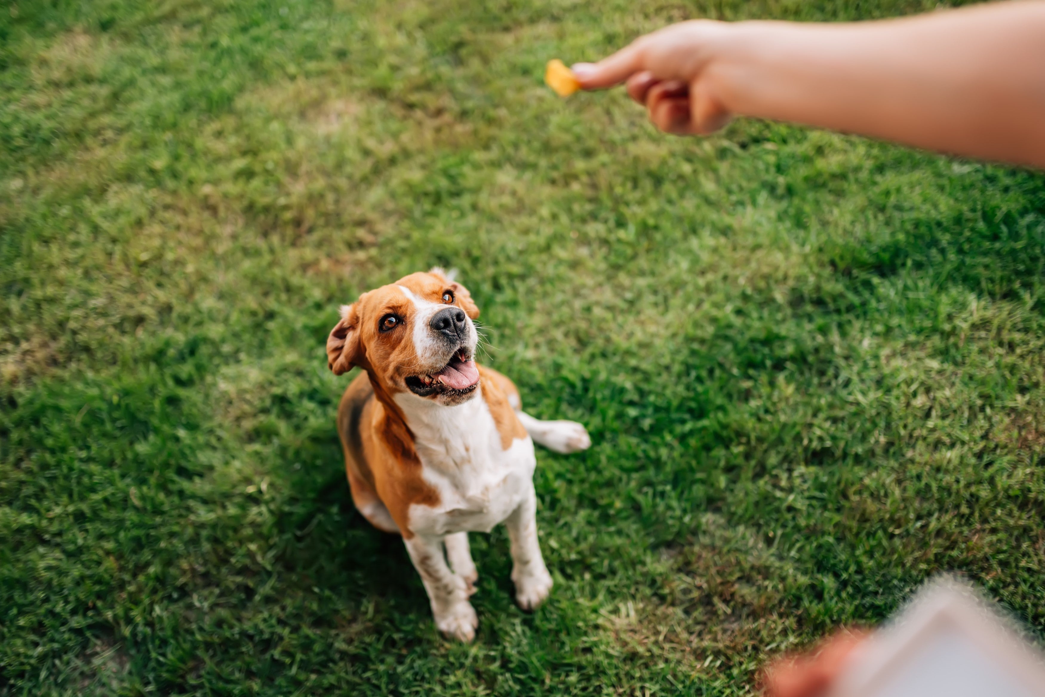 Ingredients to Avoid in Dog Treats | Harmful & Unsafe Ingredients - Skipper's Pet Products